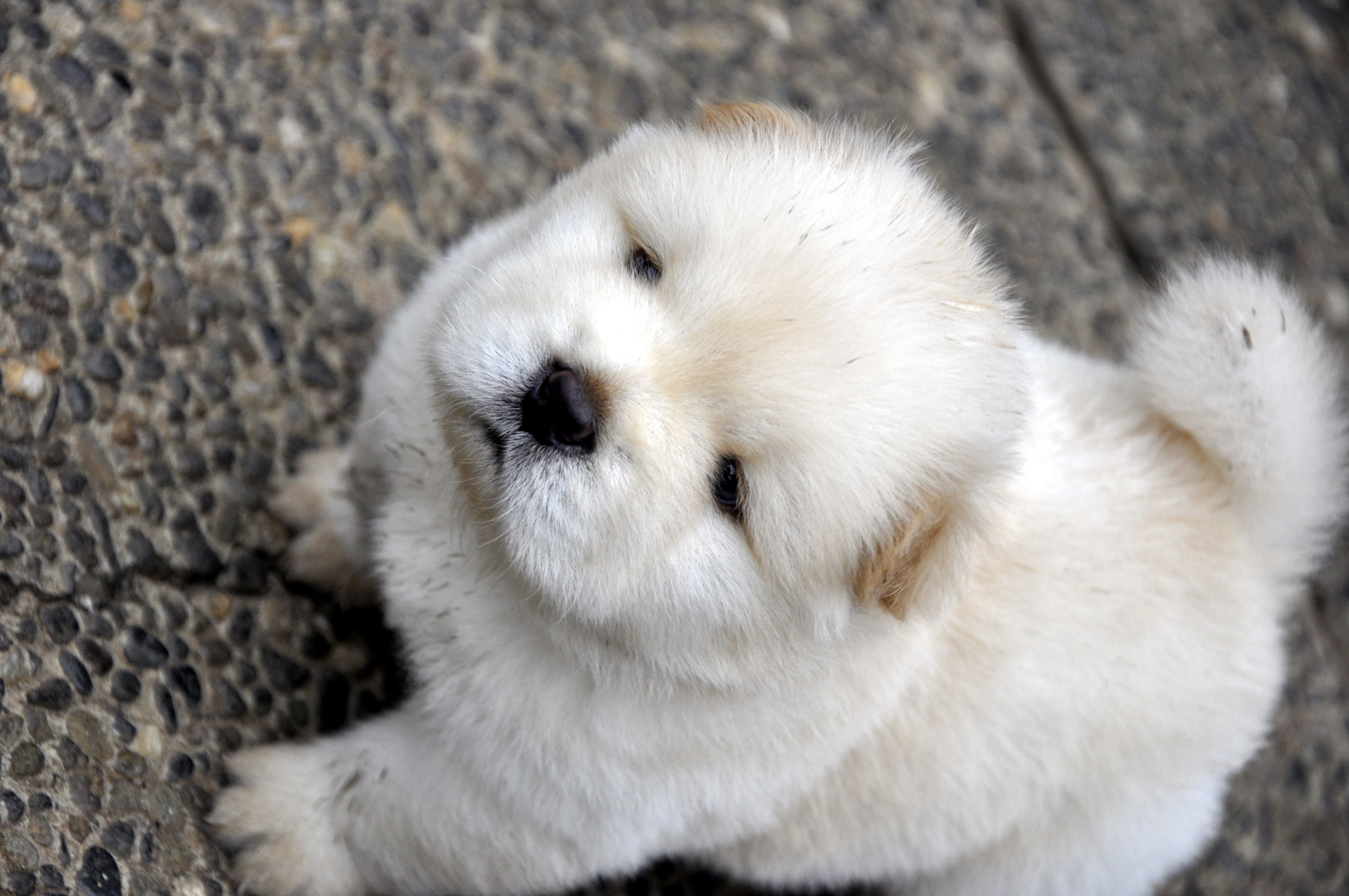 paw, white, mammal, one Animal, puppy, fluffy, fur, domestic Animals, 4K, white color, high angle view, animal themes, brown, whisker, chow chow, animal body part, HD Wallpaper