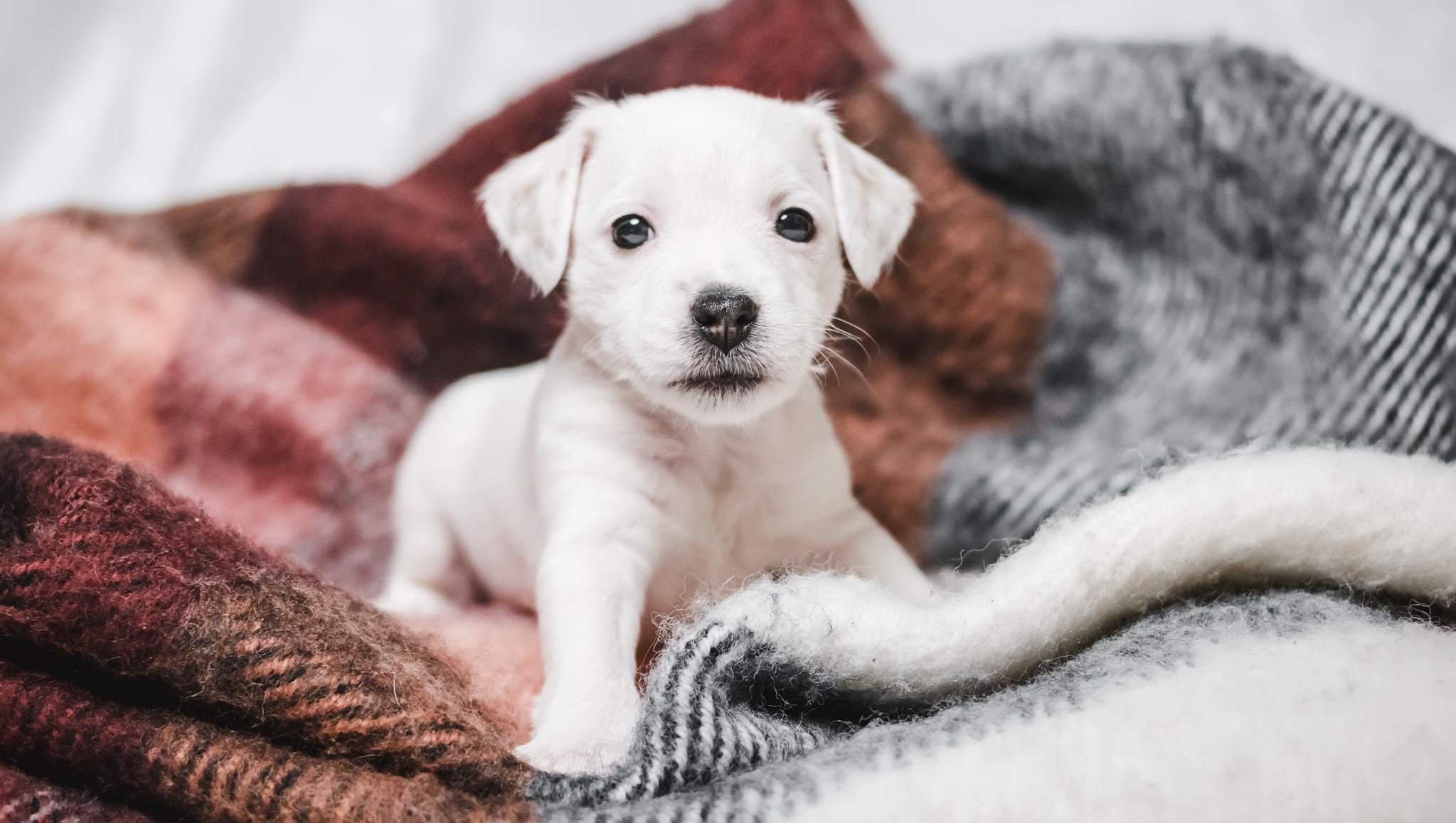 dog, puppies, 1080P, baby animals, animals, HD Wallpaper