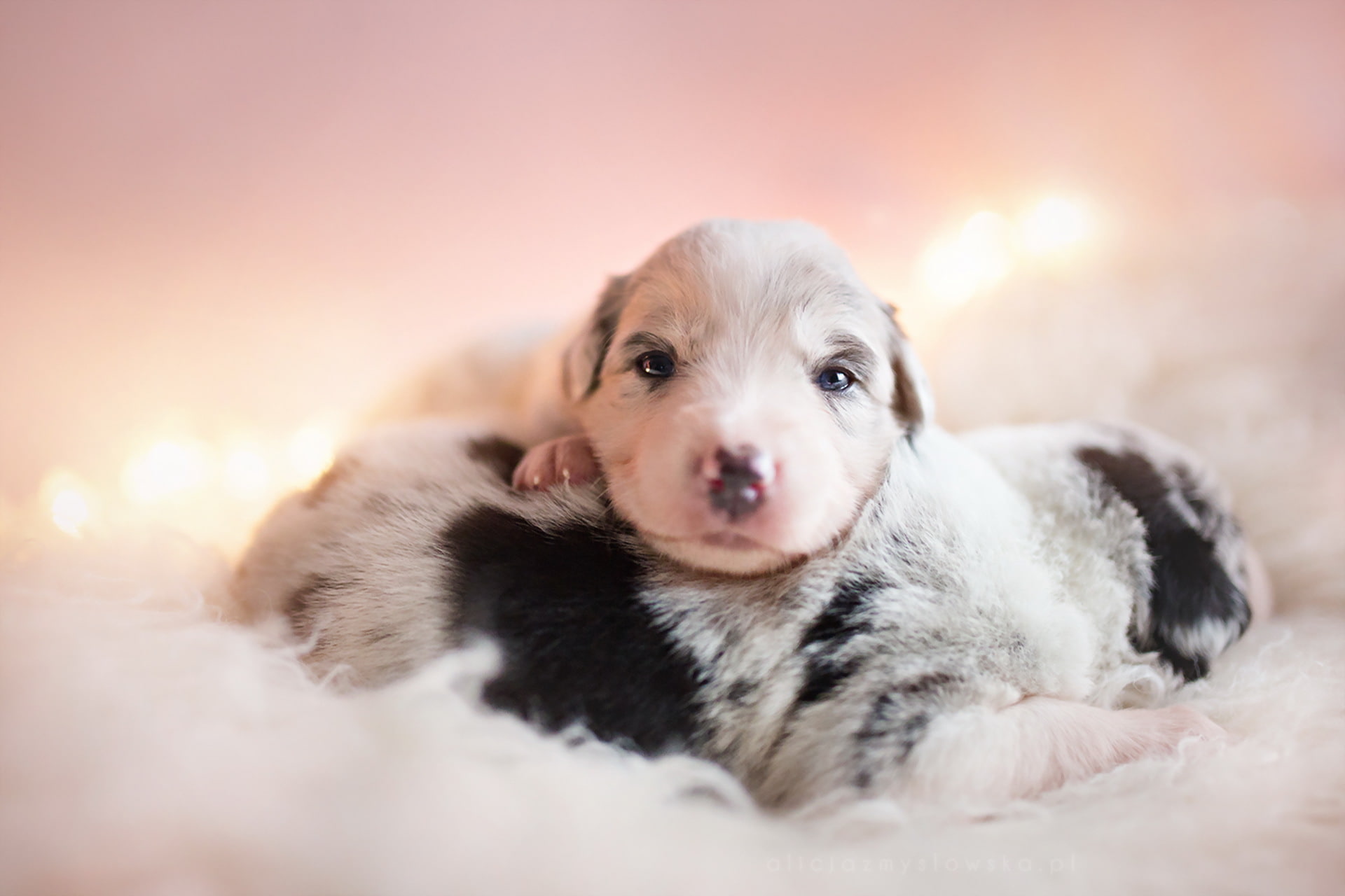 one animal, 1080P, innocence, no people, puppy, purebred dog, relaxation, mammal, looking at camera, puppies, young animal, pets, baby animals, cute, domestic, HD Wallpaper