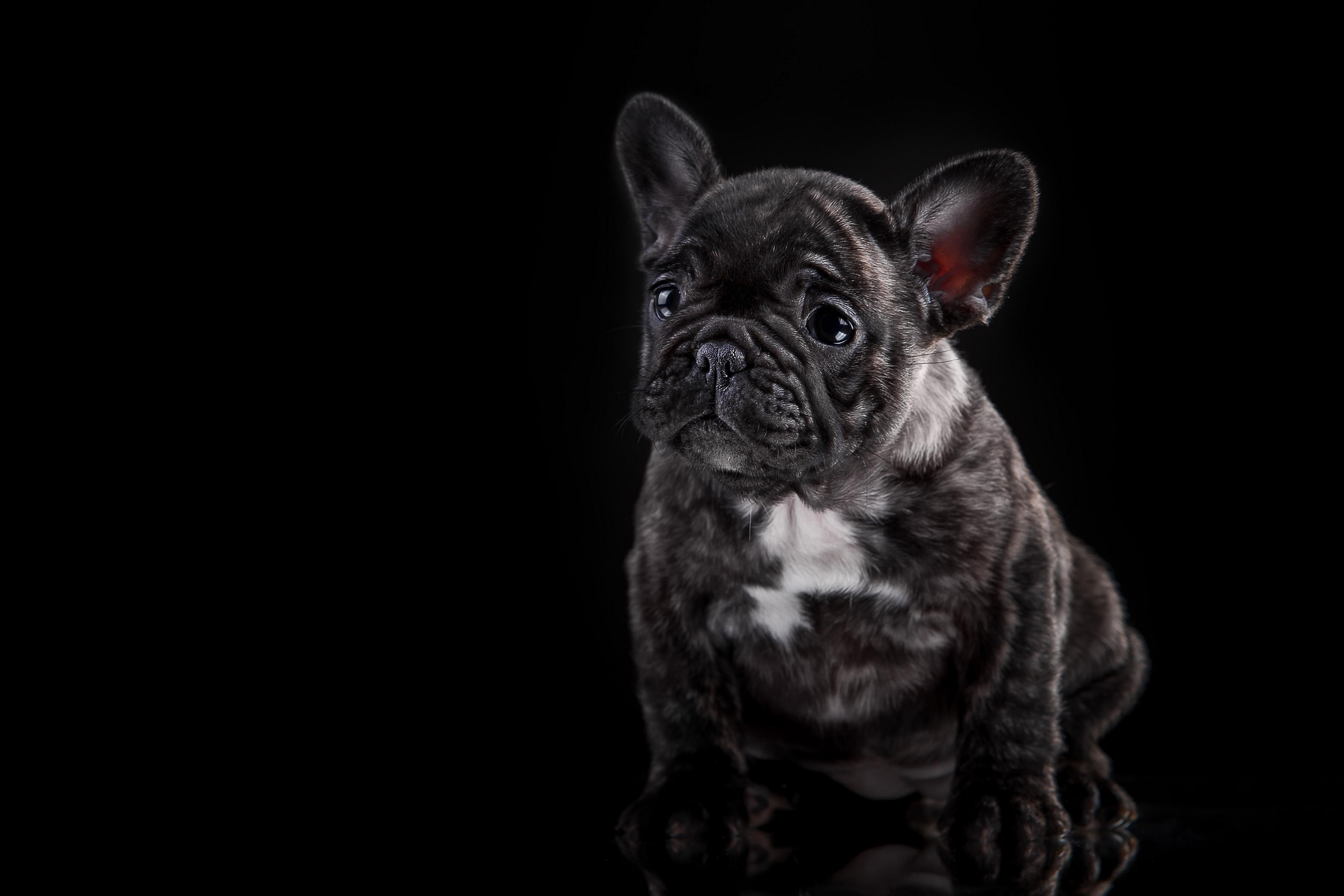french bulldog, dog, puppy, 2K, HD Wallpaper