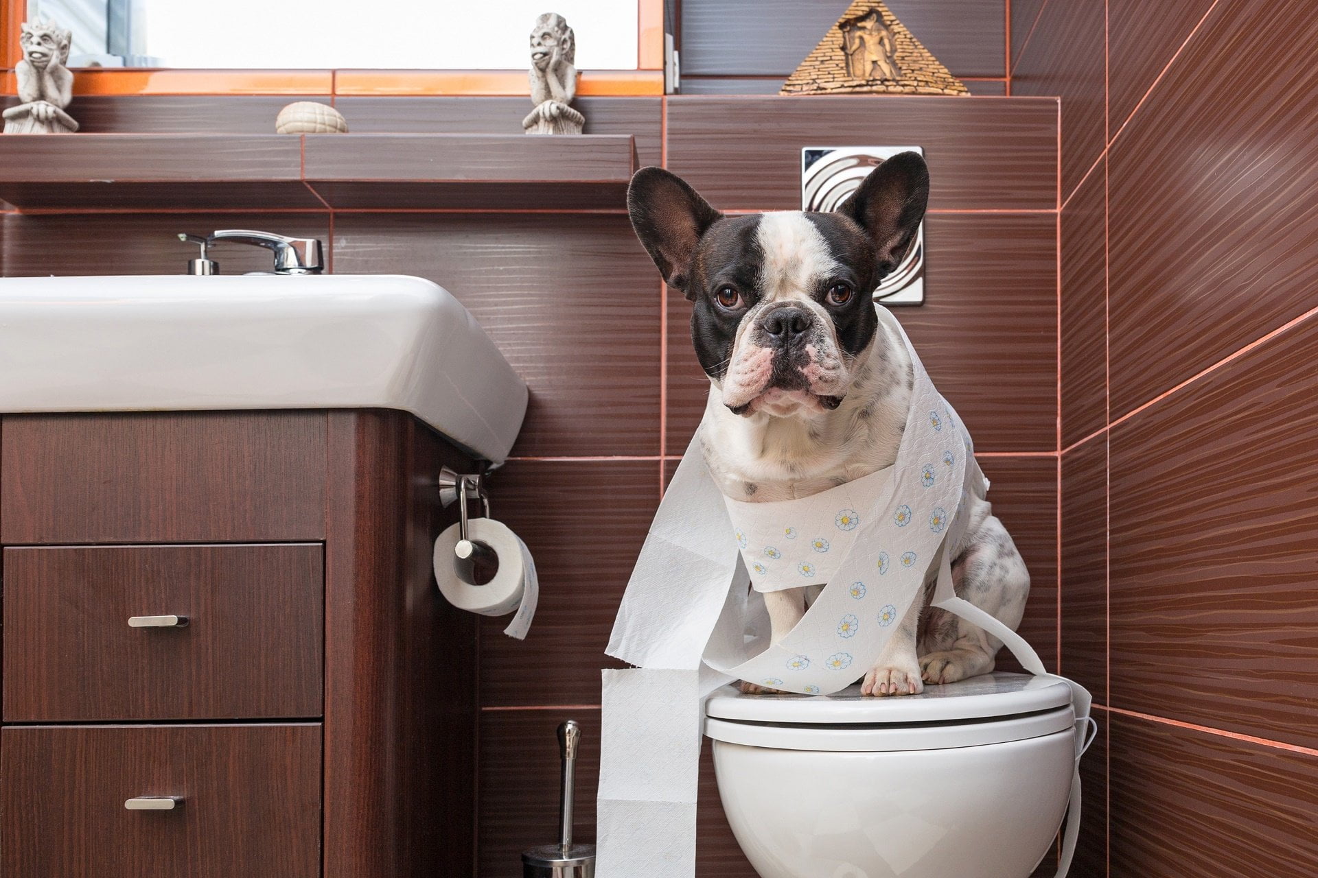 domestic animals, French Bulldog, small, domestic, Bulldog, canine, furniture, mammal, portrait, Bathroom, humor, Cute, fun, home, pets, Dogs, no people, HD Wallpaper
