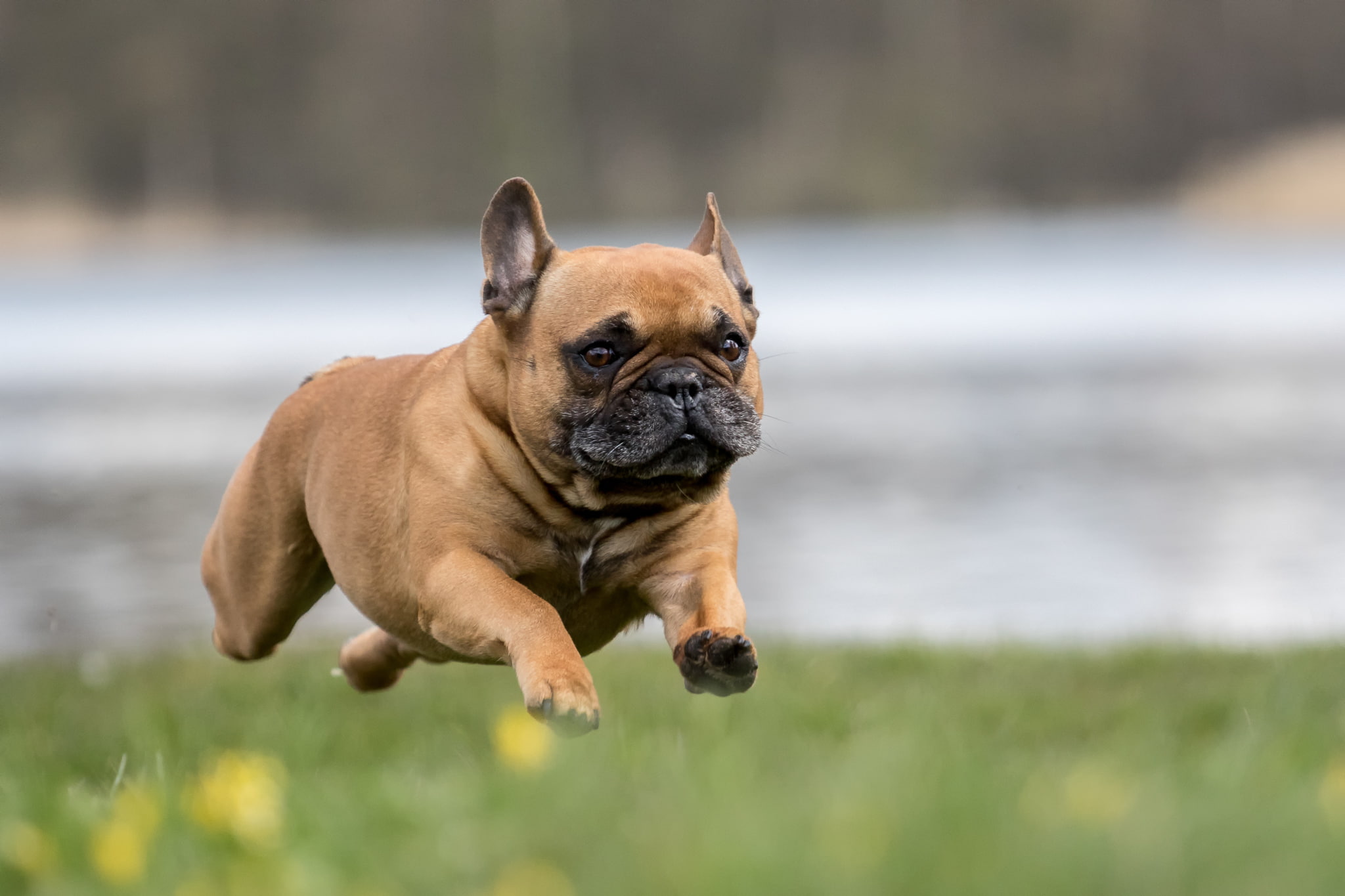 flying french bulldog, 1080P, dog, running, HD Wallpaper