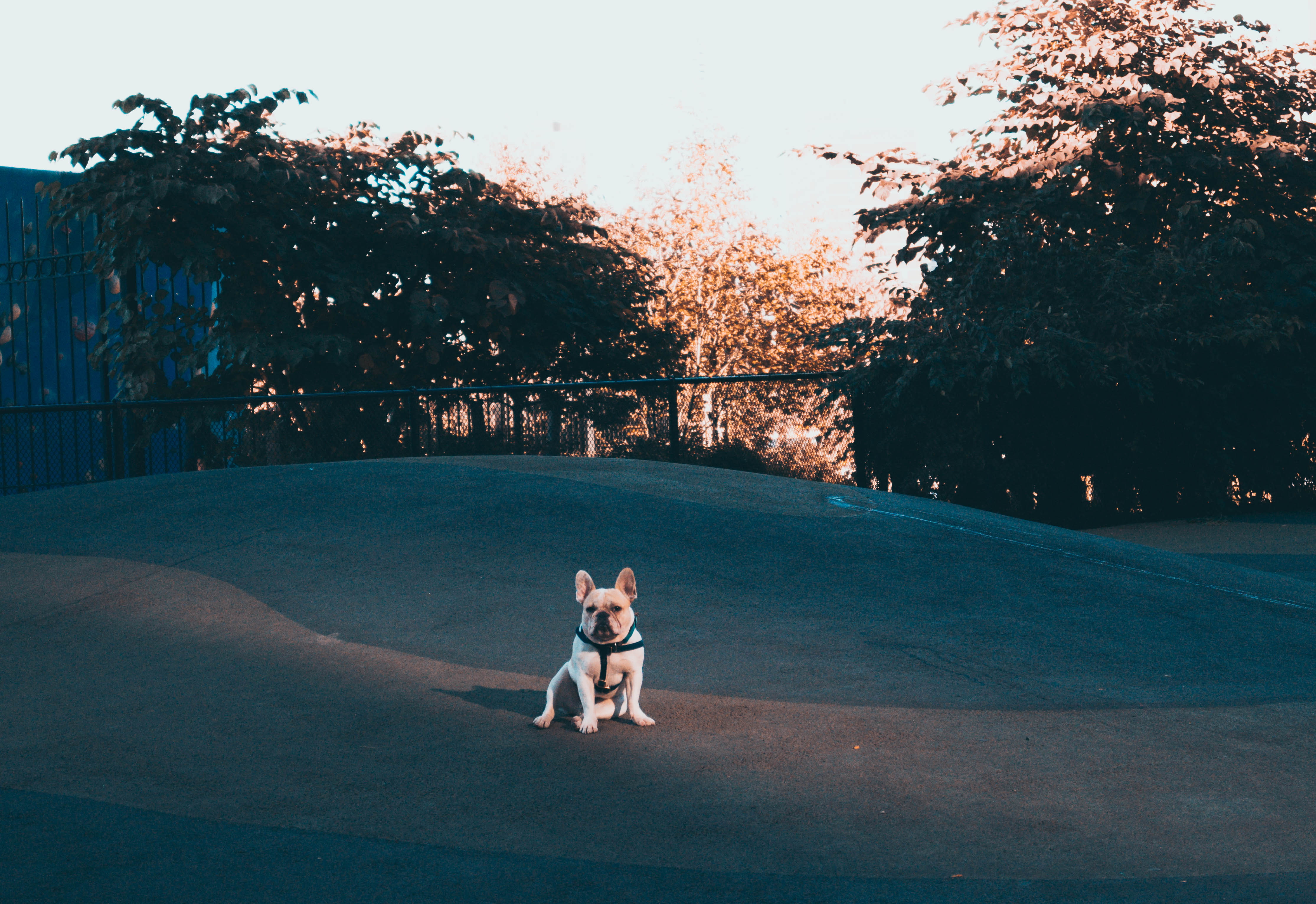 dog, pet, park, 4K, small, French Bulldog, HD Wallpaper