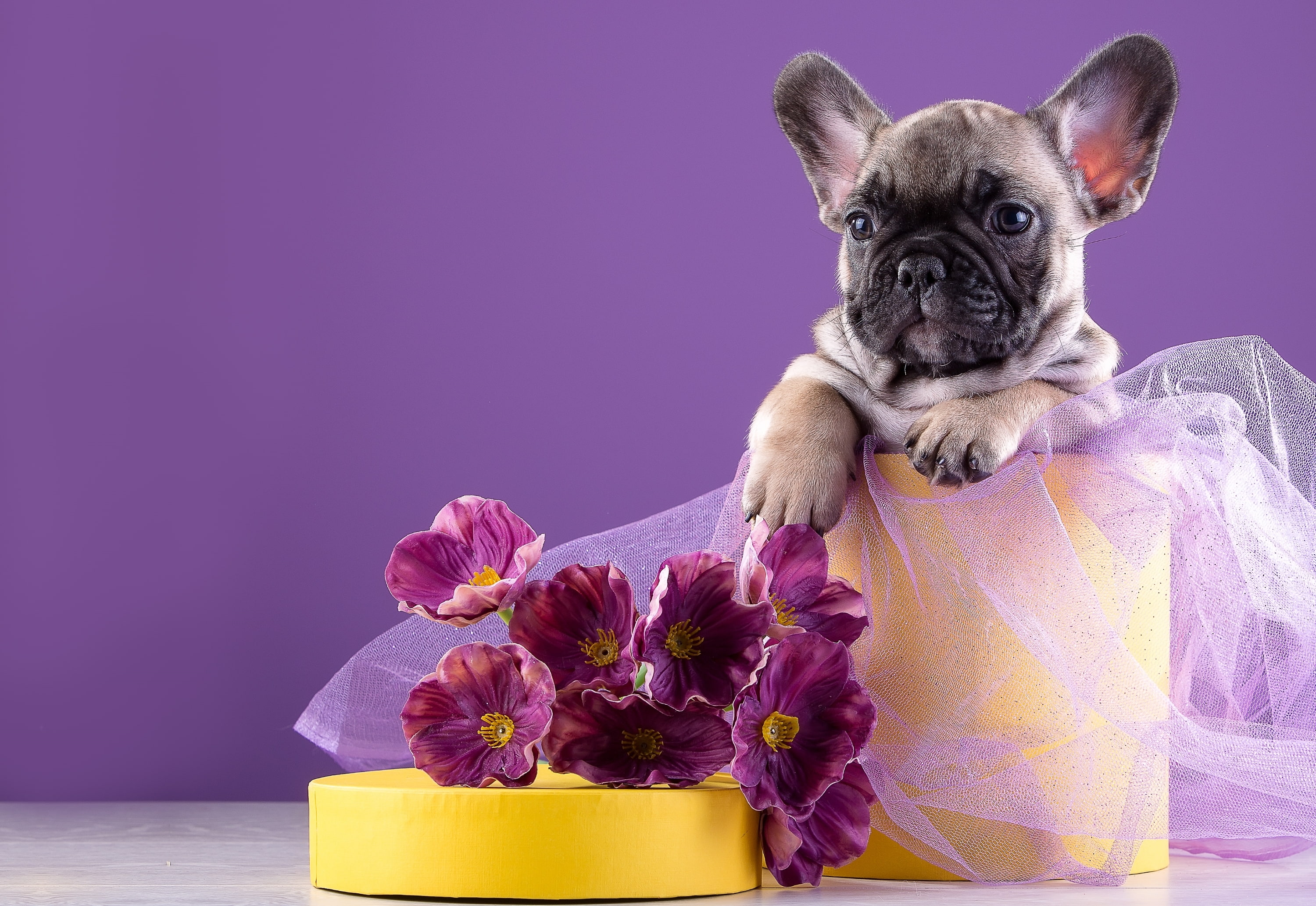 puppy, 2K, French bulldog, flowers, HD Wallpaper