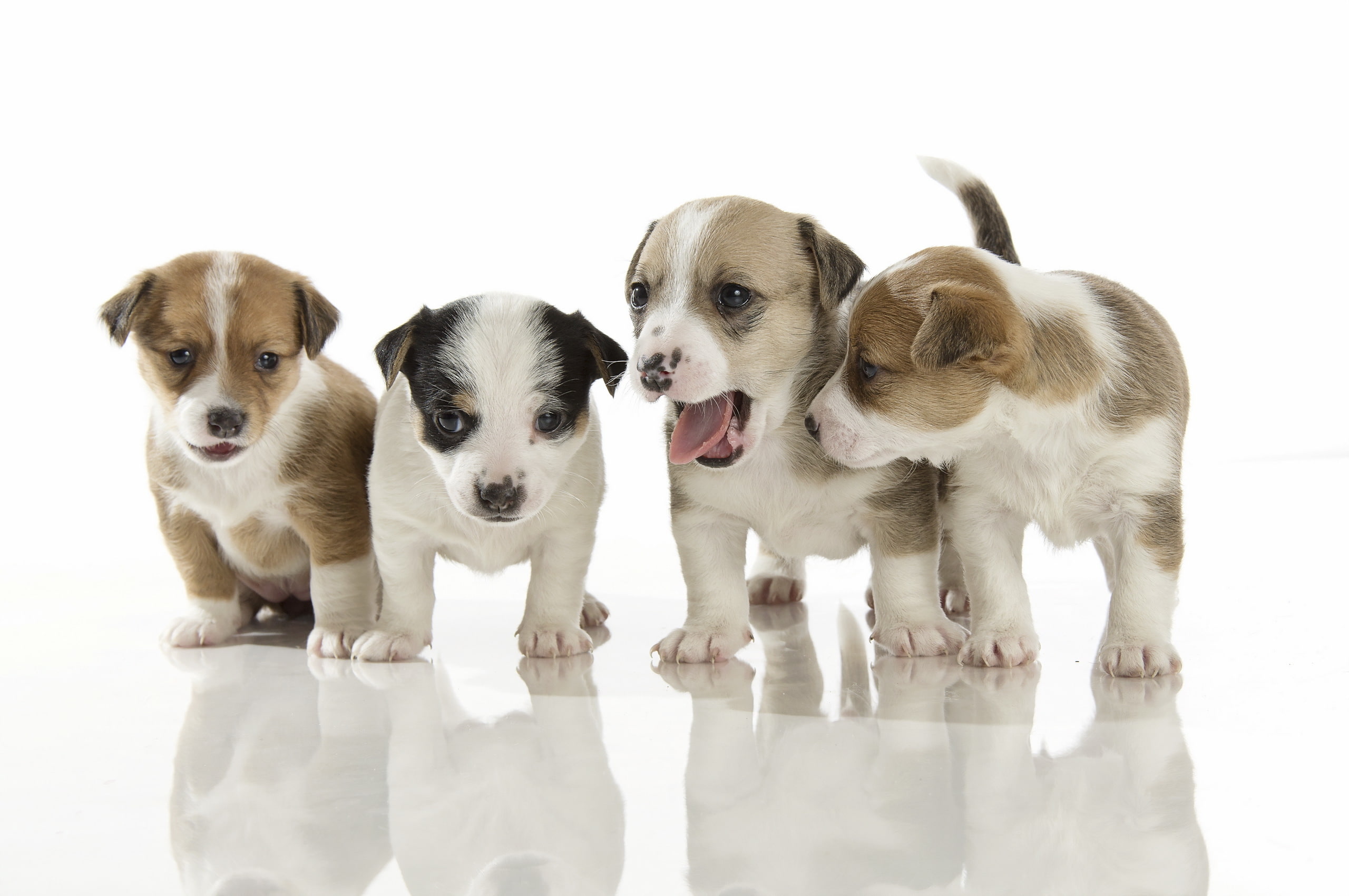 baby animals, animals, dog, puppies, 2K, HD Wallpaper