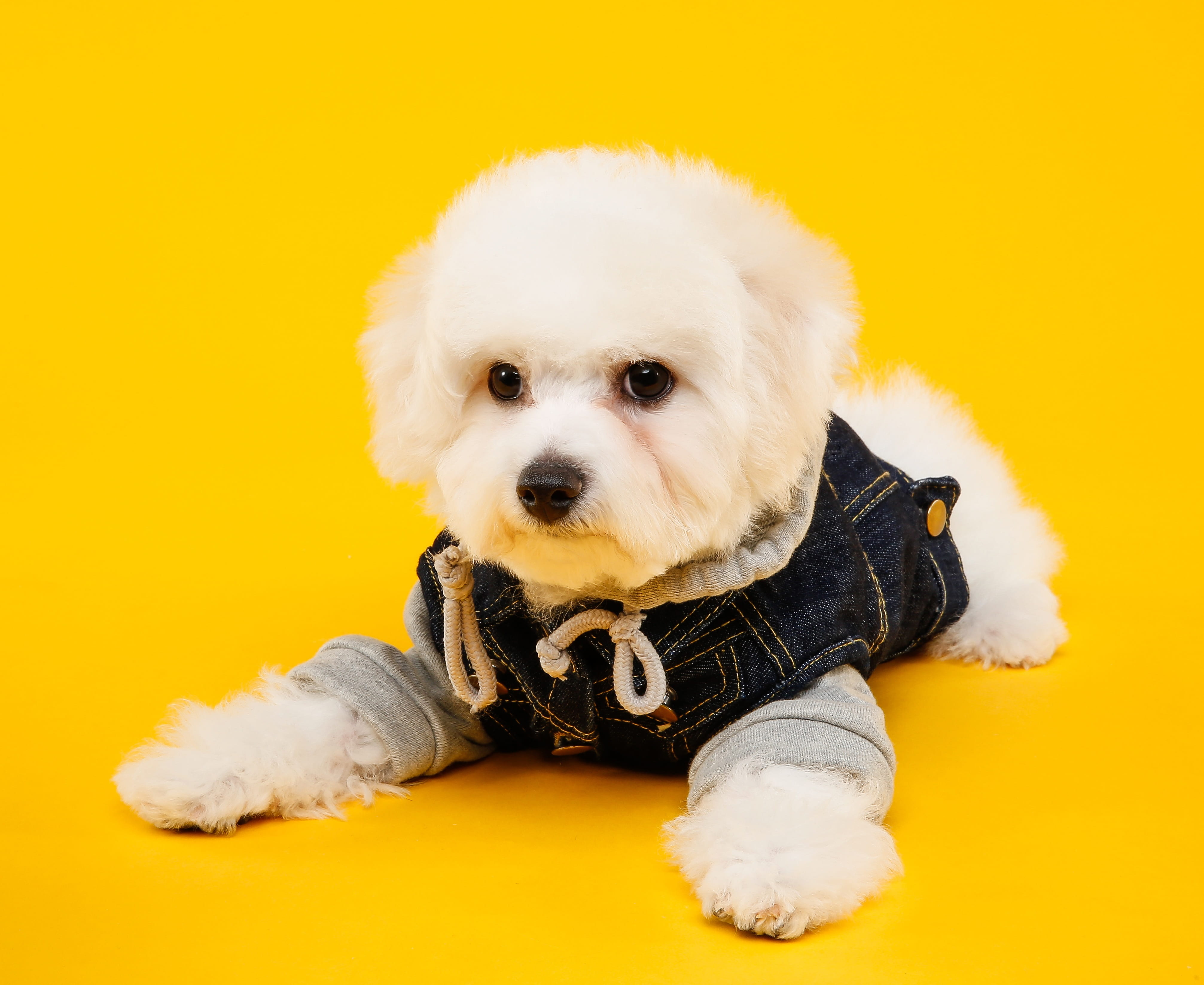 looking at camera, yellow, portrait, pets, animal, indoors, studio shot, canine, innocence, cute, small, colored background, dog, one animal, mammal, coated, HD Wallpaper