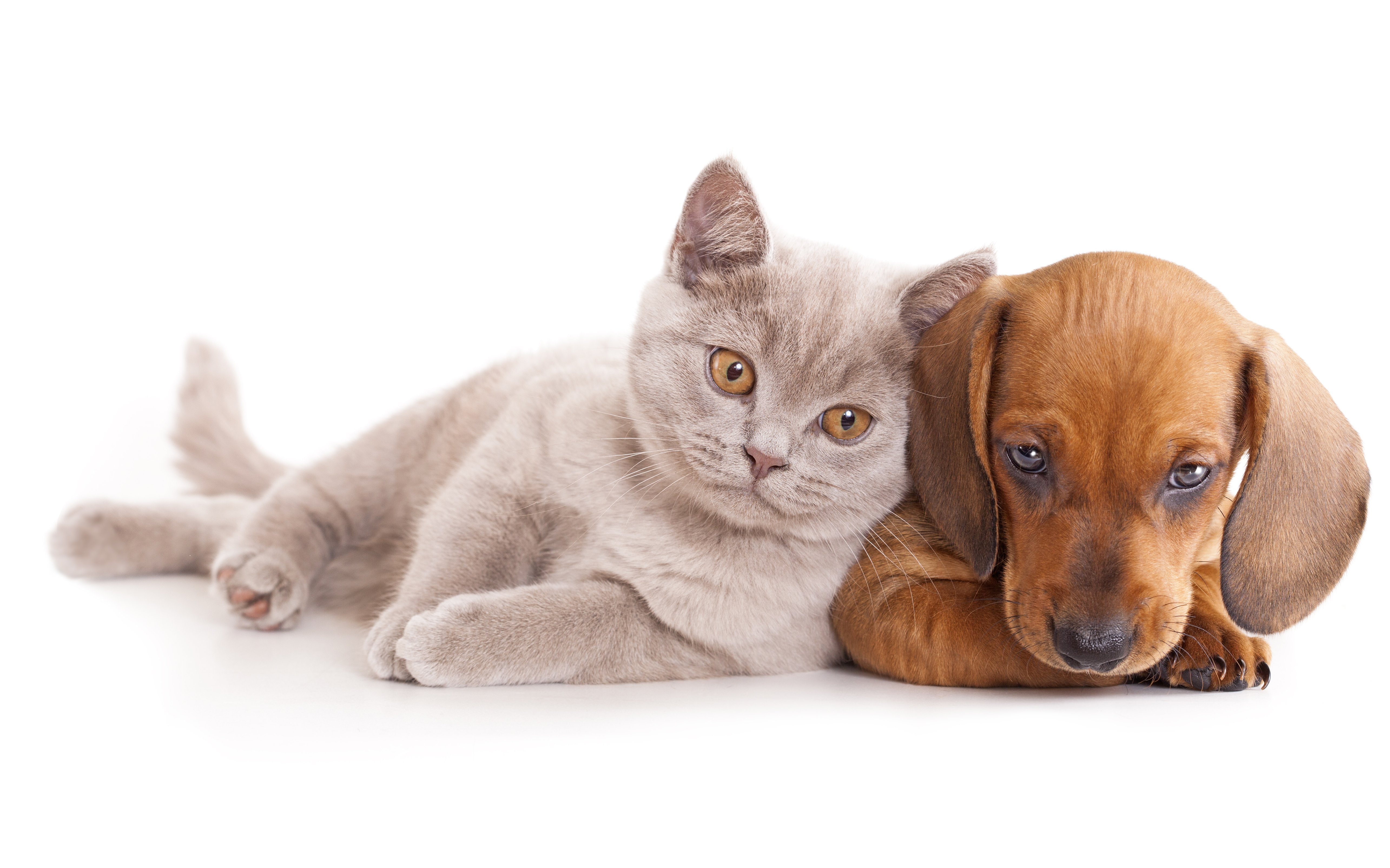 kitten, cat, animals, dogs, baby, 5K, cats, dachshund, dog, HD Wallpaper