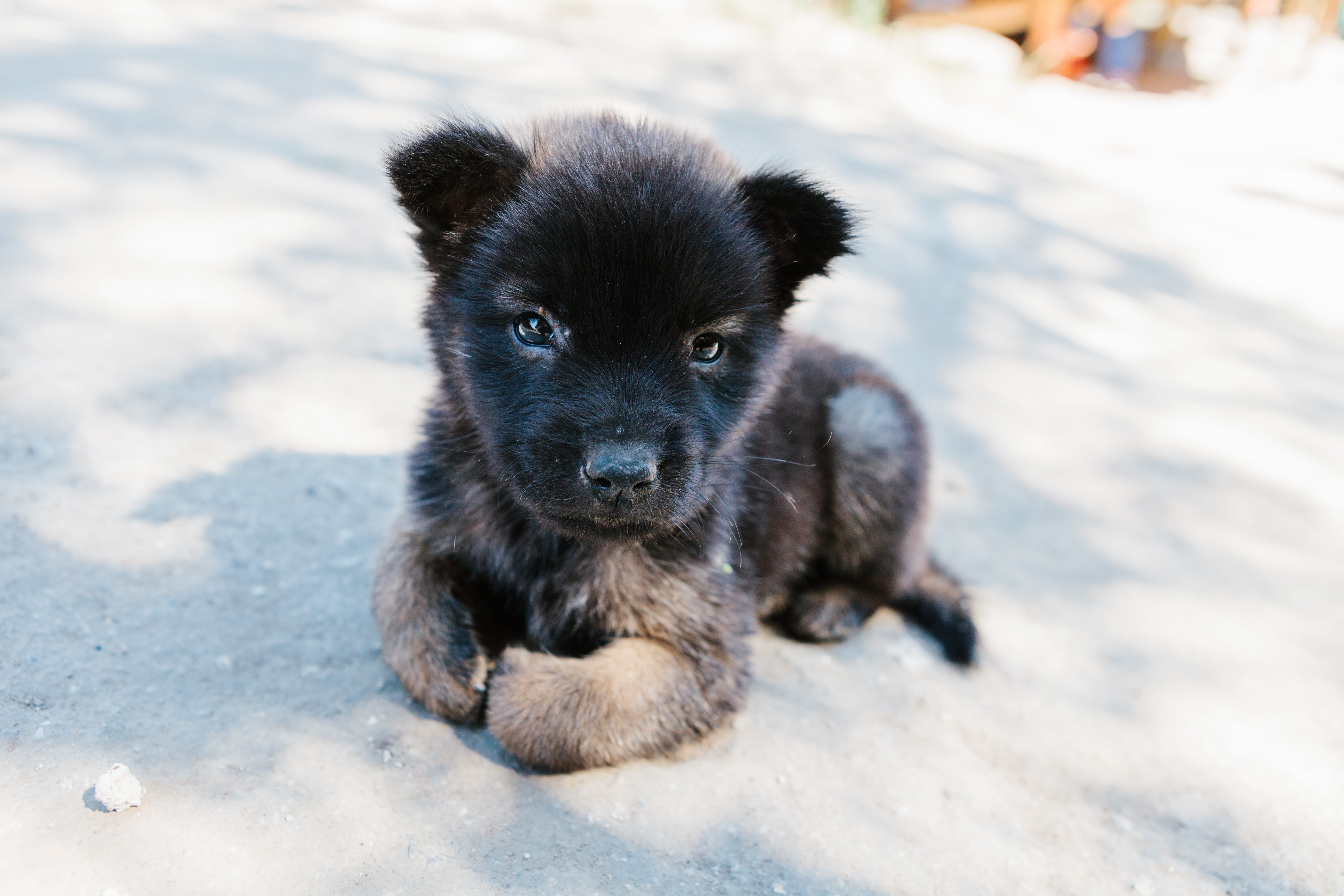 black puppy, spaniel, dog, portrait, german shepherd, domestic animals, sunlight, snout, belgian, mammal, nature, puppy, street dog, adorable, outdoors, HD Wallpaper