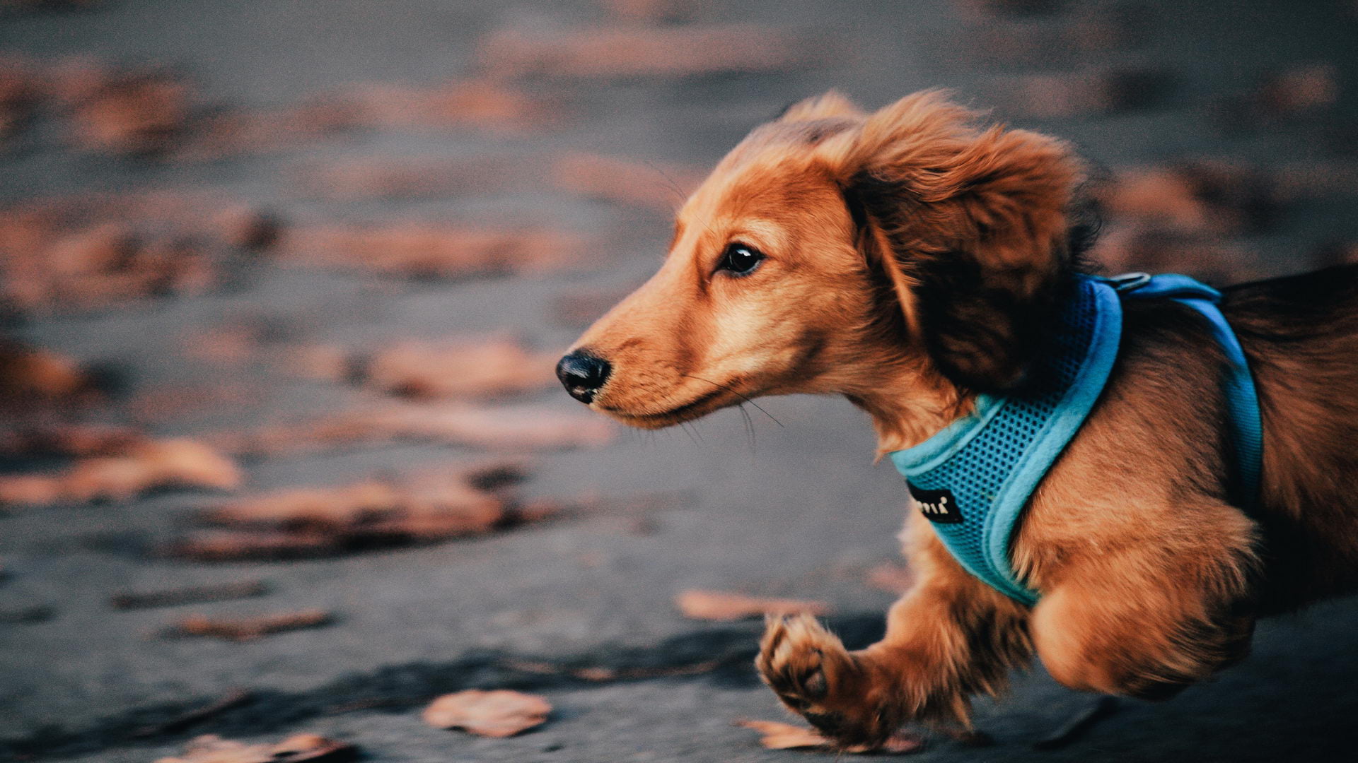 brown, focus on foreground, animal body part, pets, golden retriever, animal, one animal, domestic animals, collar, 1080P, hound, dachshund, animal themes, HD Wallpaper