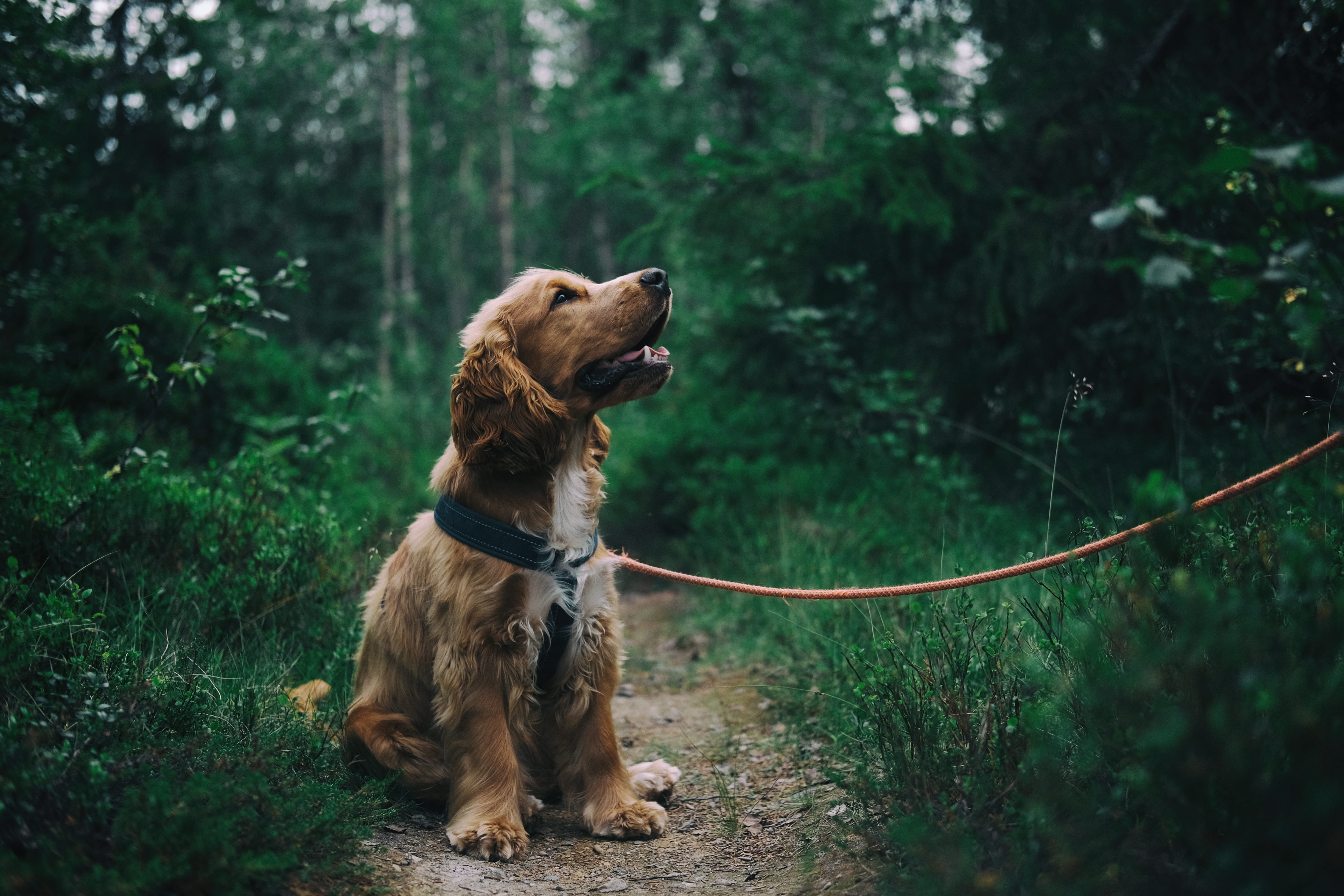 sweden, tree, canine, sitting, land, mammal, looking away, spaniel, domestic, animal themes, leash, dog, puppy, one animal, domestic animal, beside, vertebrate, HD Wallpaper