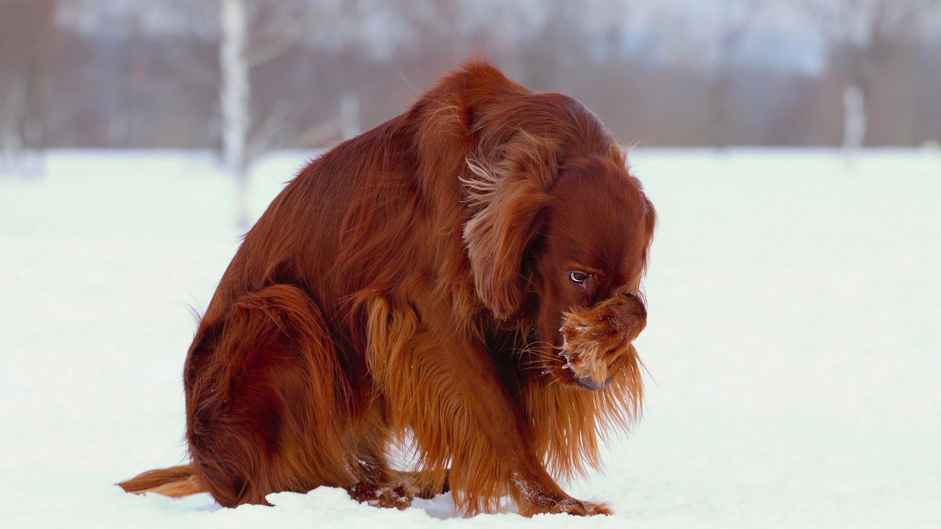 brown, one animal, animals, sussex spaniel, vertebrate, nature, lap dog, setter, animal, domestic, irish setter, small, mammal, 1080P, animal themes, no people, HD Wallpaper