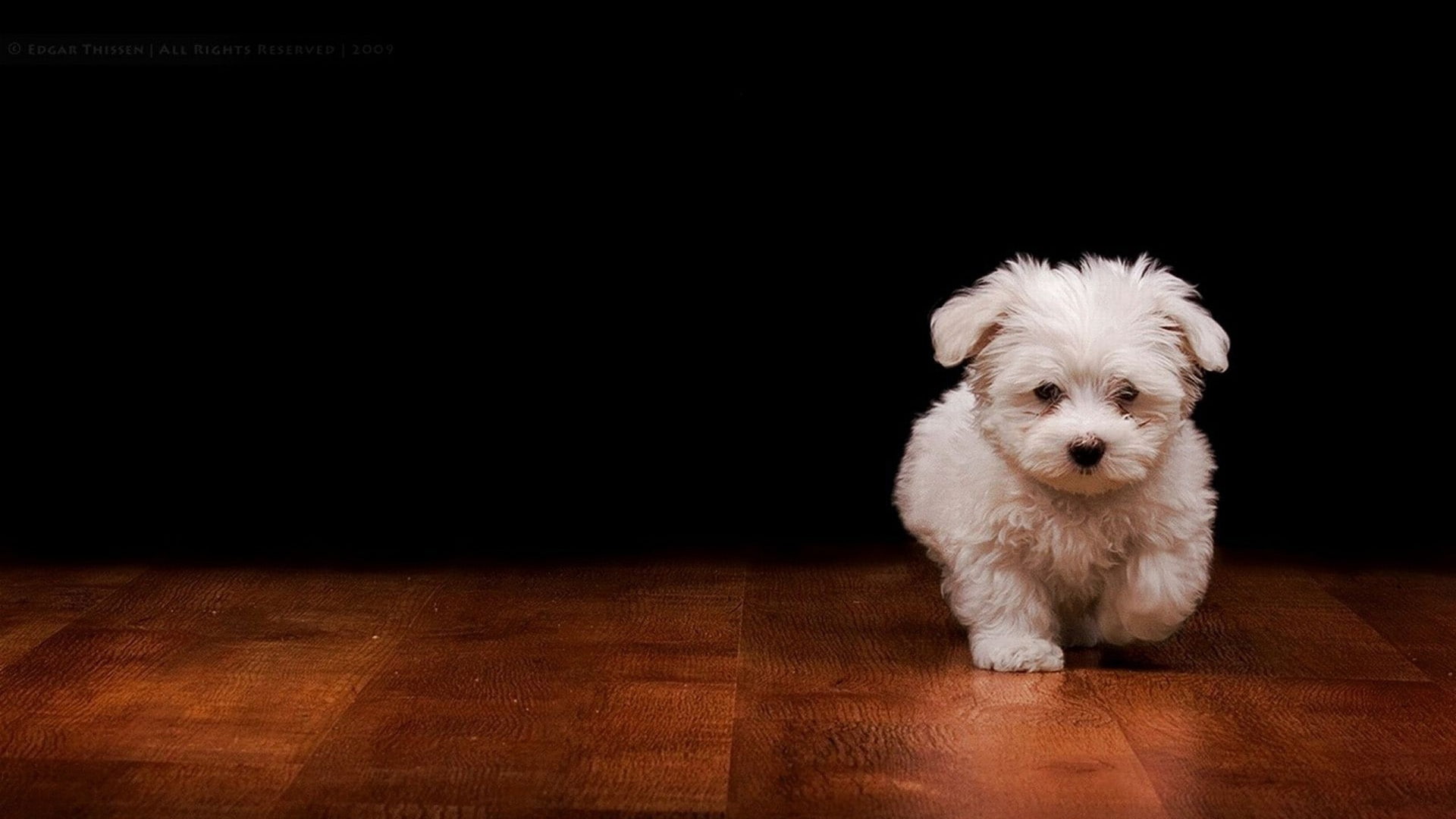 1080P, dog, lhasa, terrier, domestic animal, toy dog, maltese dog, animal, shih-tzu, animals, hunting dog, canine, HD Wallpaper