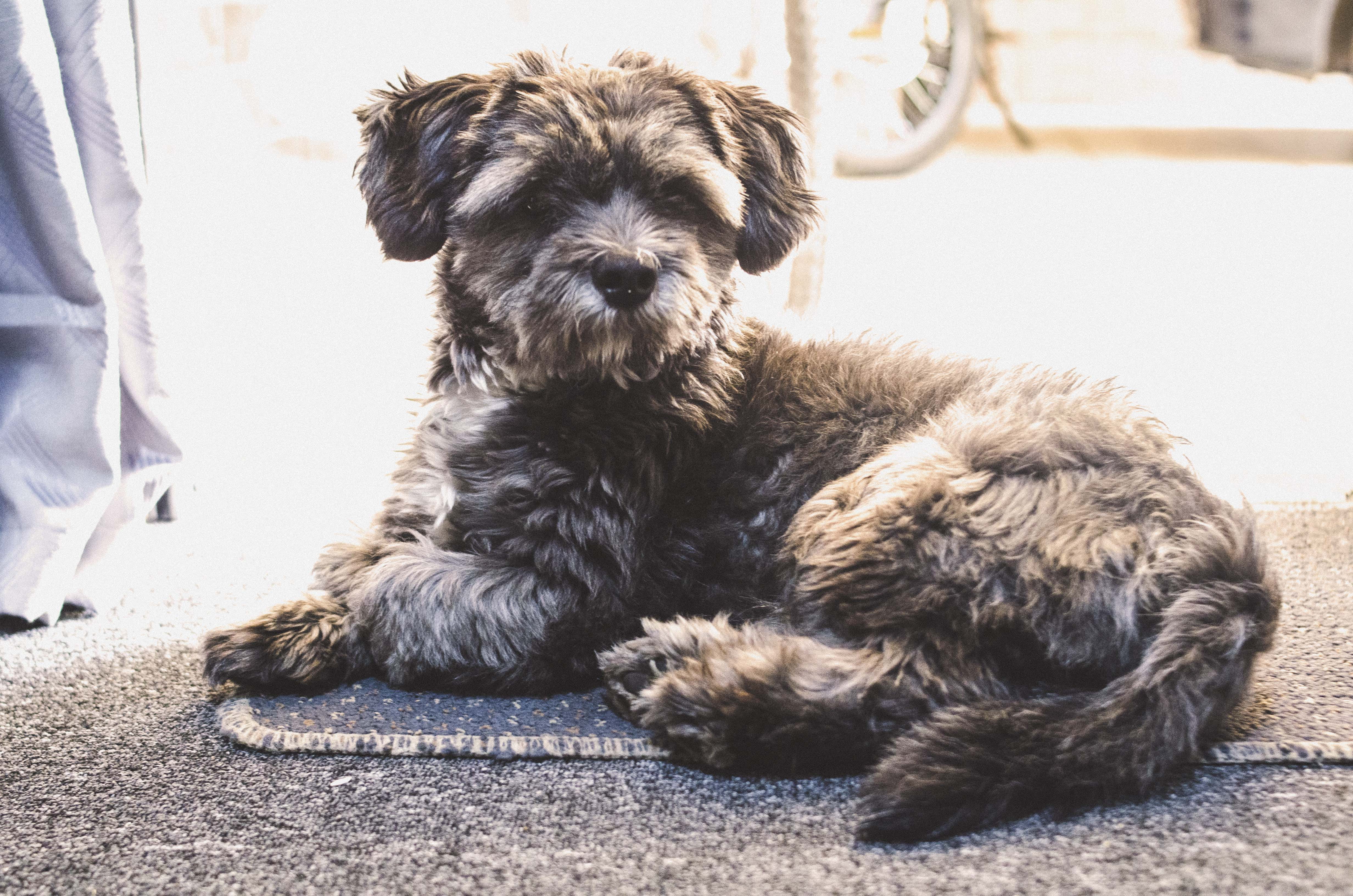 4K, spaniel, cat, no people, vertebrate, mail, text, dog, domestic, day, relaxation, terrier, one animal, cocker spaniel, indoors, hair, puppy, mammal, HD Wallpaper