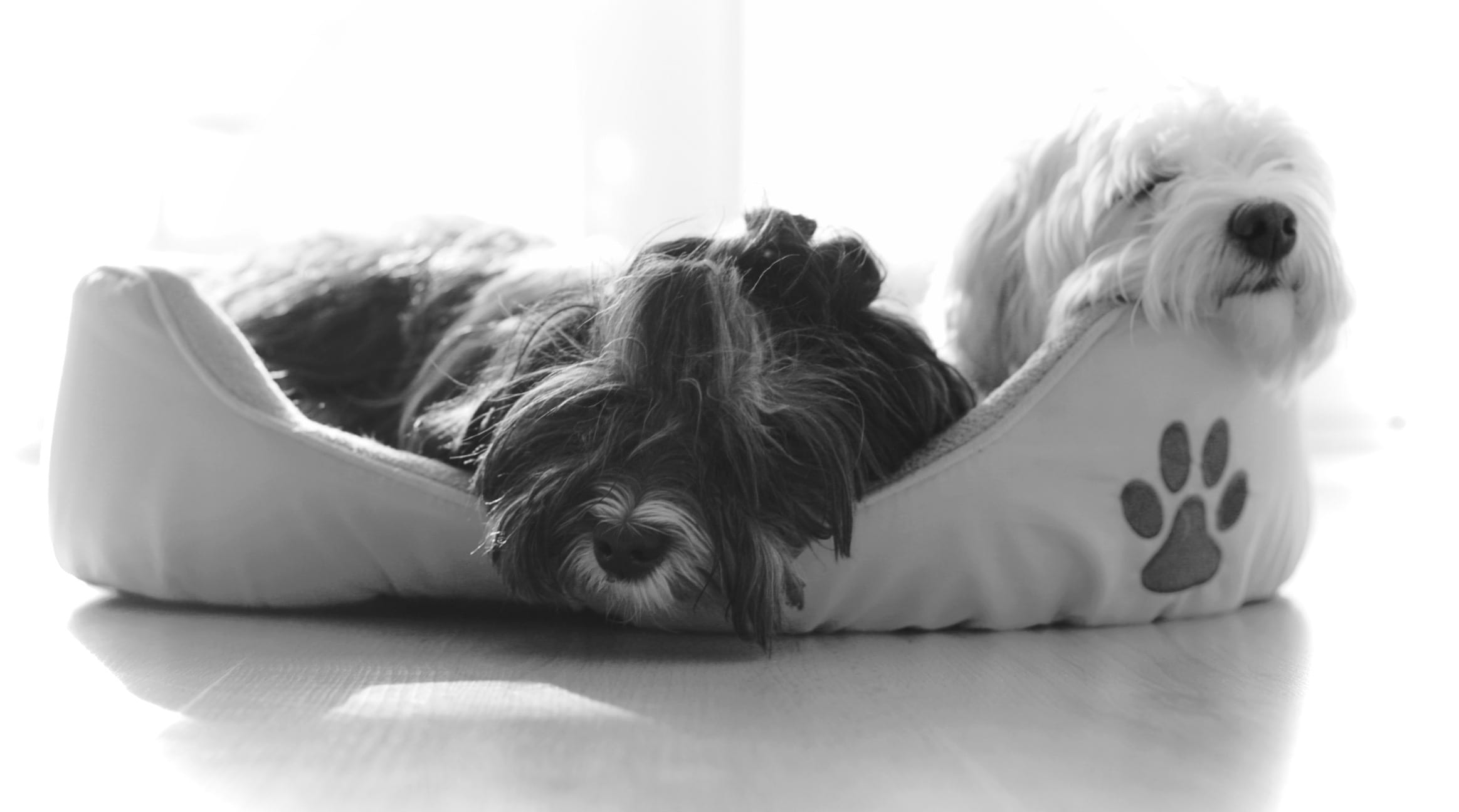 dog, relaxation, terrier, puppy, shih tzu, domestic, adorable, lap dog, dogs, small, one animal, fur, animal, canine, bed, animal themes, black-and-white, HD Wallpaper