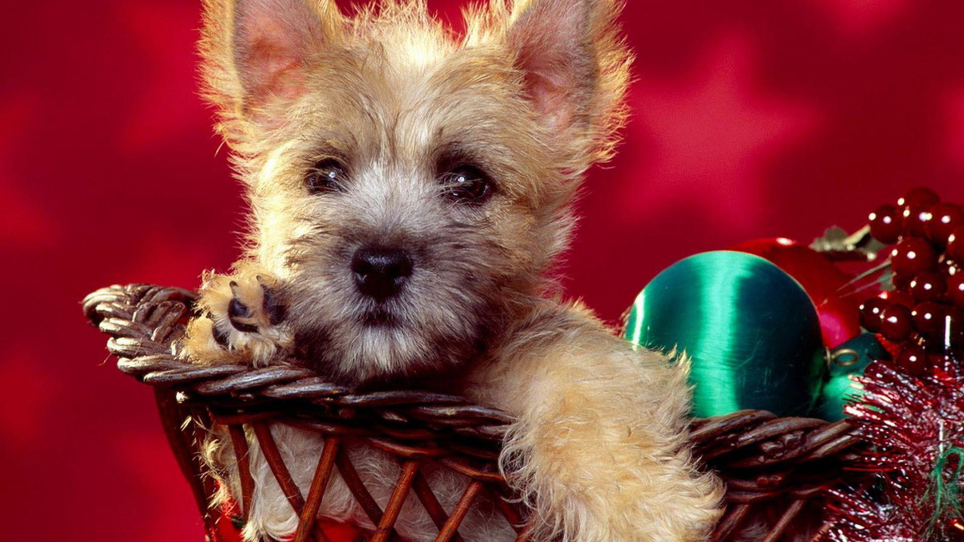 red background, red, portrait, colored background, celebration, animal, small, no people, indoors, norwich terrier, canine, mammal, terrier, christmas, HD Wallpaper