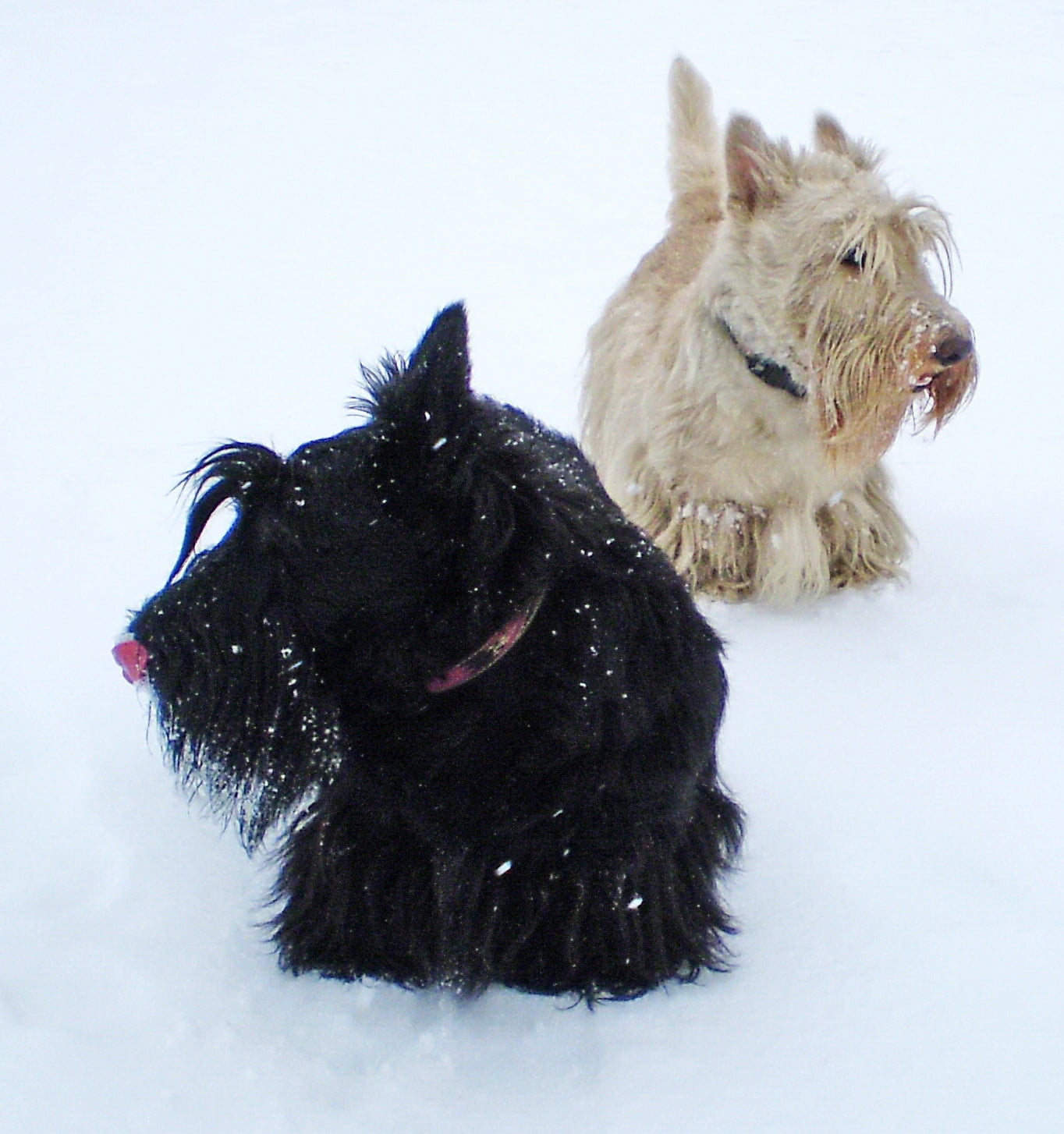terrier, scottish, puppy, winter  city, purebred Dog, Black and White, friendship, cute, dog, dogs, animal, west Highland White Terrier, mammal, fun, pets, Phone HD Wallpaper