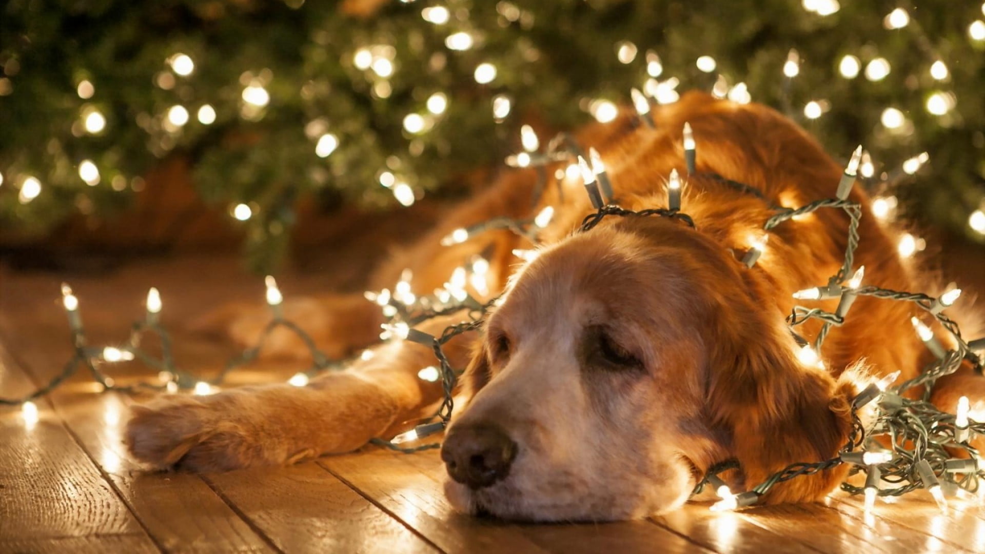 adorable, pet, setter, purebred, wood, one animal, irish setter, golden retriever, mammal, animal themes, hunting dog, domestic, resting, 1080P, outdoors, HD Wallpaper