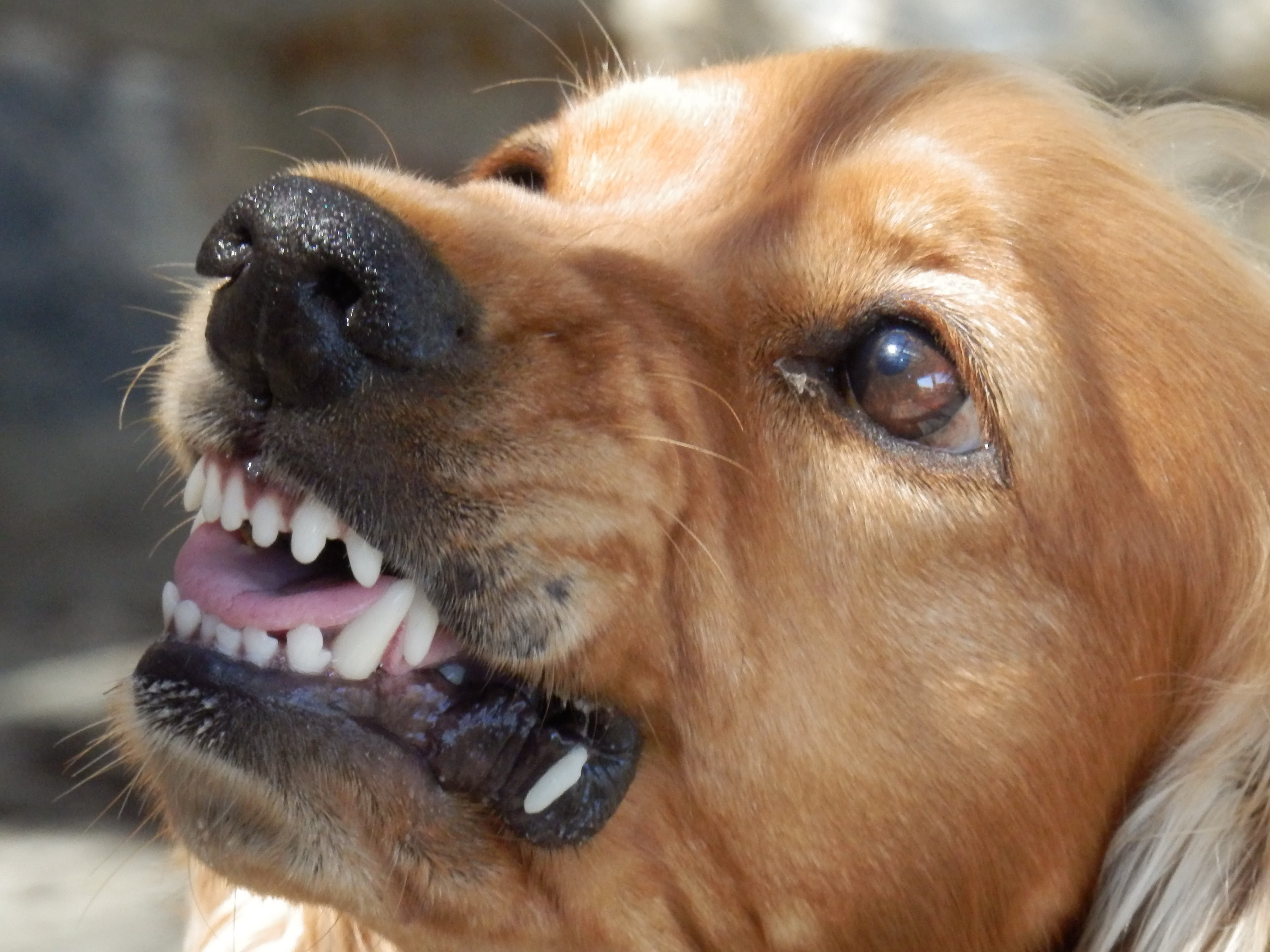 purebred Dog, dogs, biting, animal body part, pets, 4K, no people, animals And Pets, cocker spaniel, puppy, friendship, vertebrate, animal Nose, outdoors, HD Wallpaper