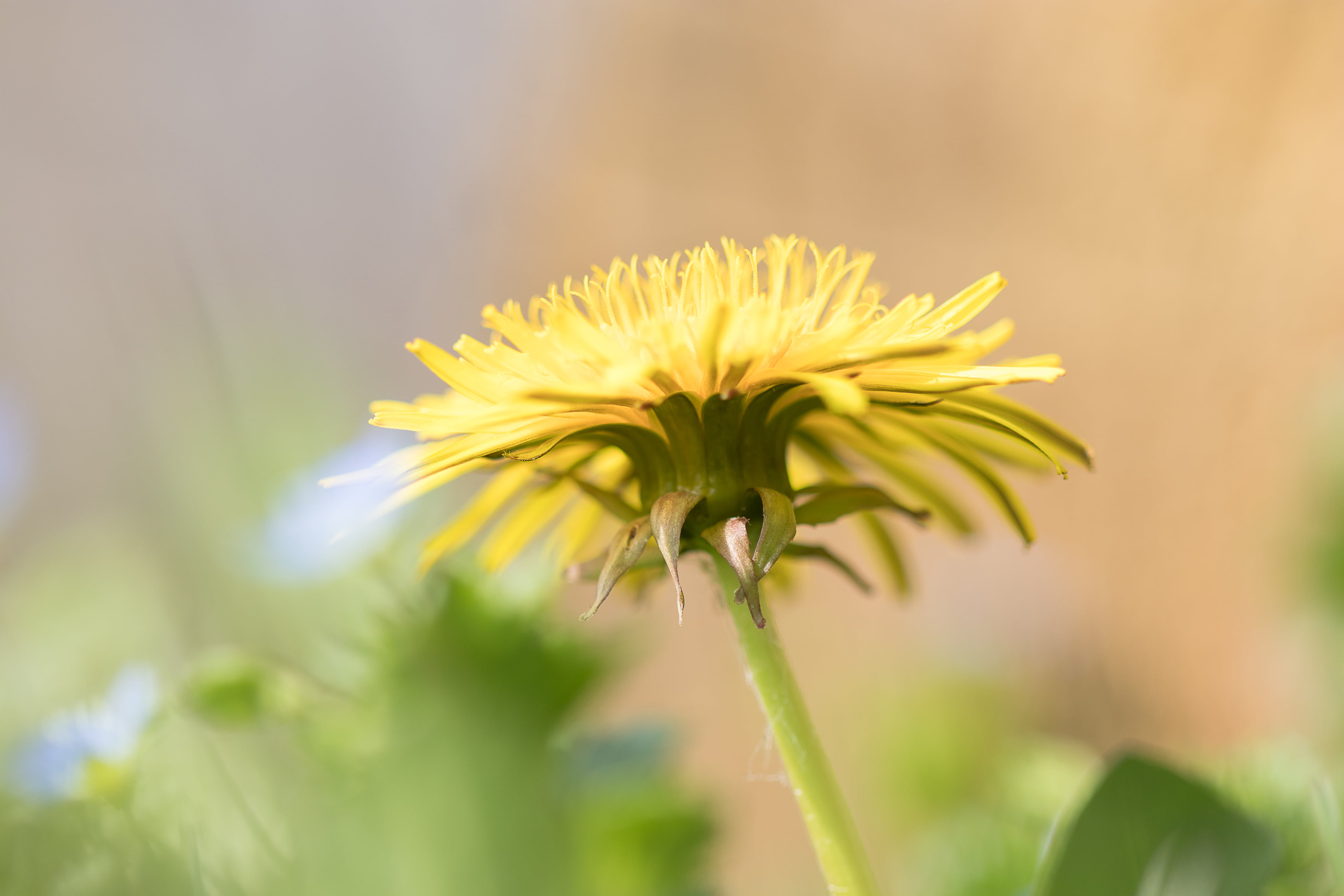 closeup, flower, photo, bokeh, la, Lyonnaise, jaune, canine, close-up, dandelion, summer, 4K, petaled, nature, yellow, petal, plant, outdoors, HD Wallpaper