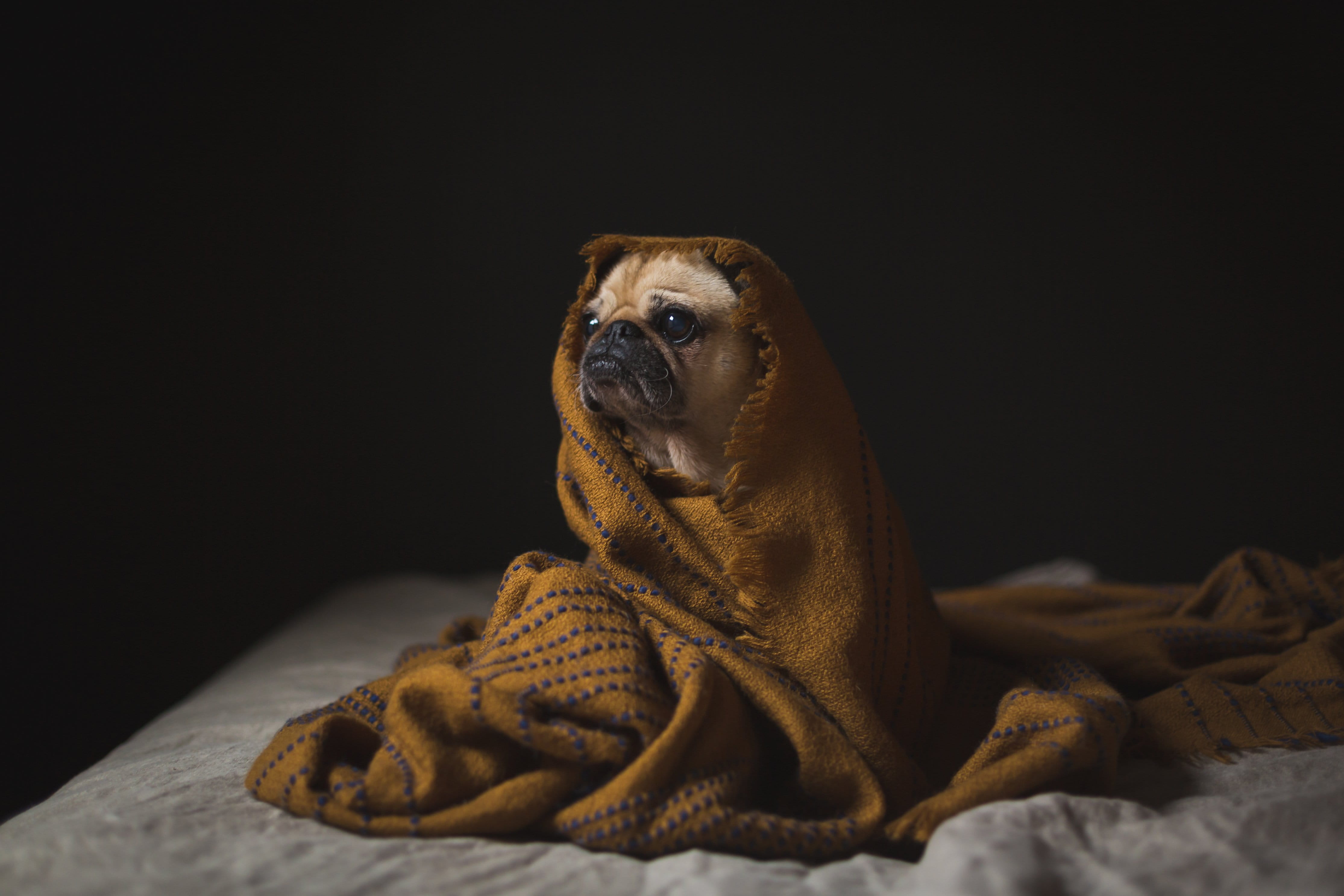 staying, animal head, no people, vertebrate, 4K, small, looking, dog, one animal, Pets, animal themes, Pug, black background, looking away, indoors, domestic, HD Wallpaper