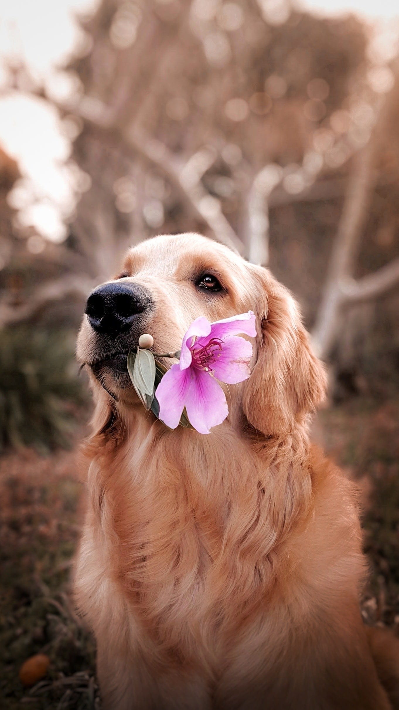 animal body part, day, focus, biting, domestic, flower, focus on foreground, 1080P, pet, canine, portrait, small, vertebrate, dog, plant, petaled, mammal, Phone HD Wallpaper