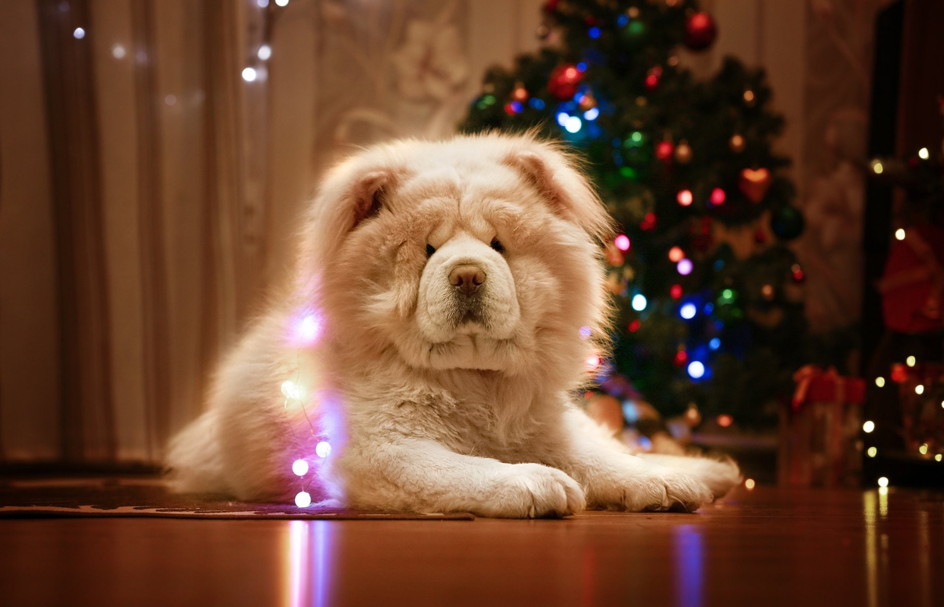 Pet, Dogs, Chow Chow, 1080P, Dog, HD Wallpaper