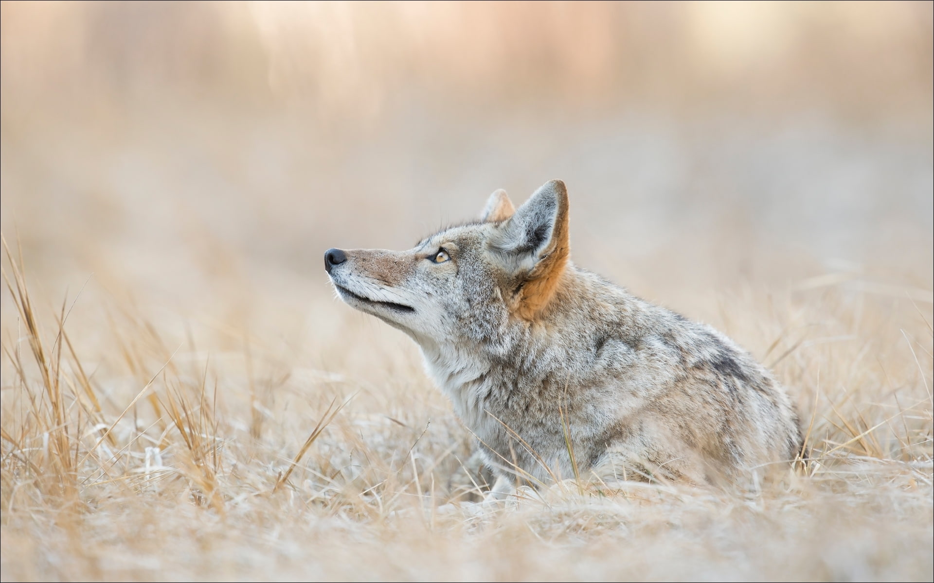 Animal, Yellowstone, 1080P, Coyote, Canine, HD Wallpaper