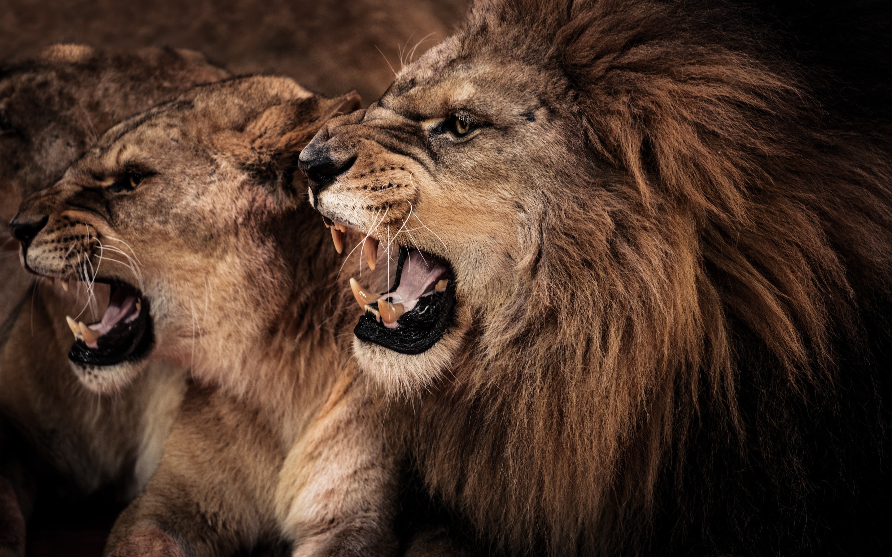 canines, profile, lion, 2K, lioness, cats, a couple cats, couple, HD Wallpaper