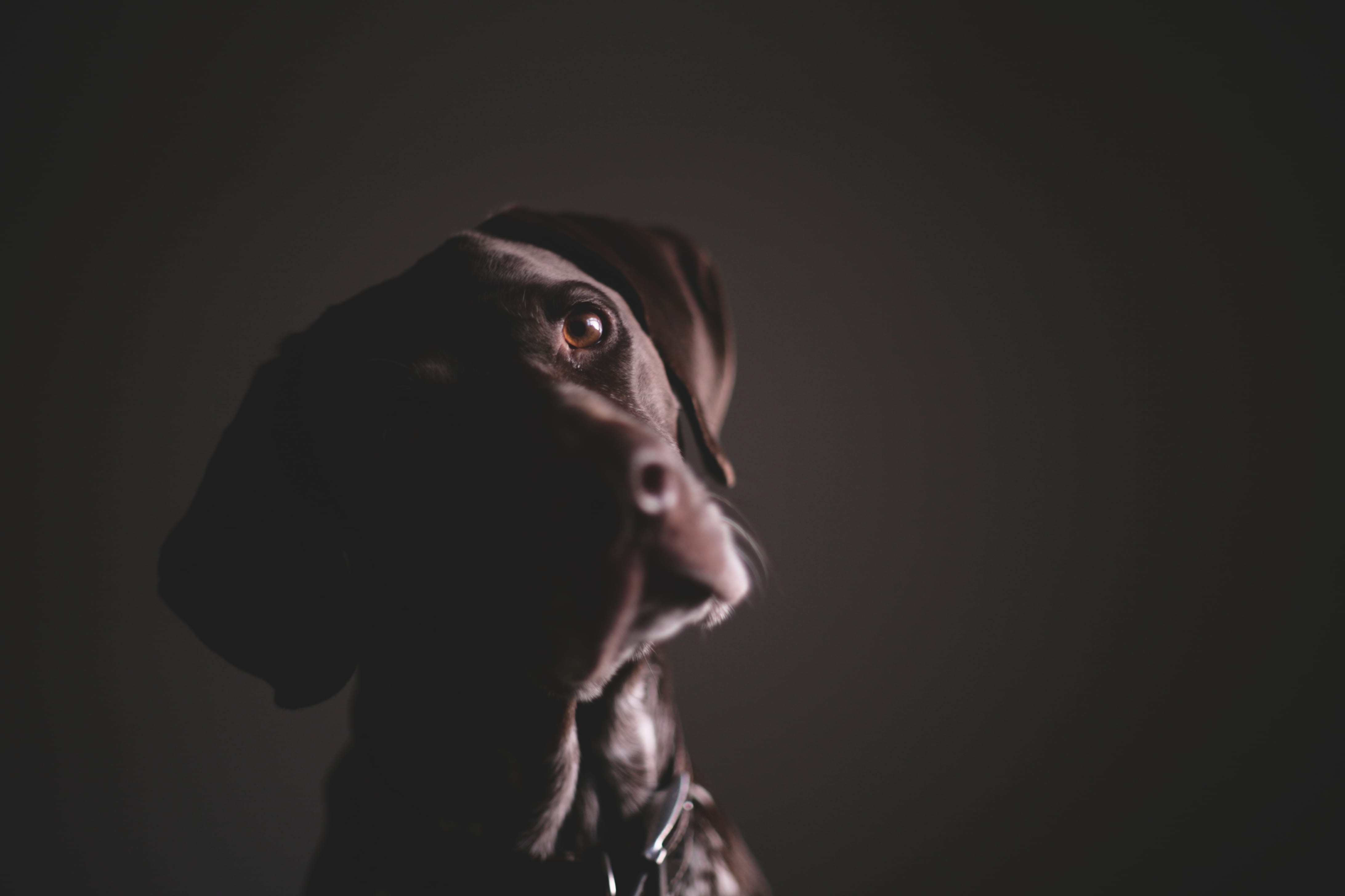 looking, german, pet, dog, 4K, one animal, portrait, mammal, contemplation, headshot, brown, coated, indoors, studio shot, canine, photography, people, HD Wallpaper