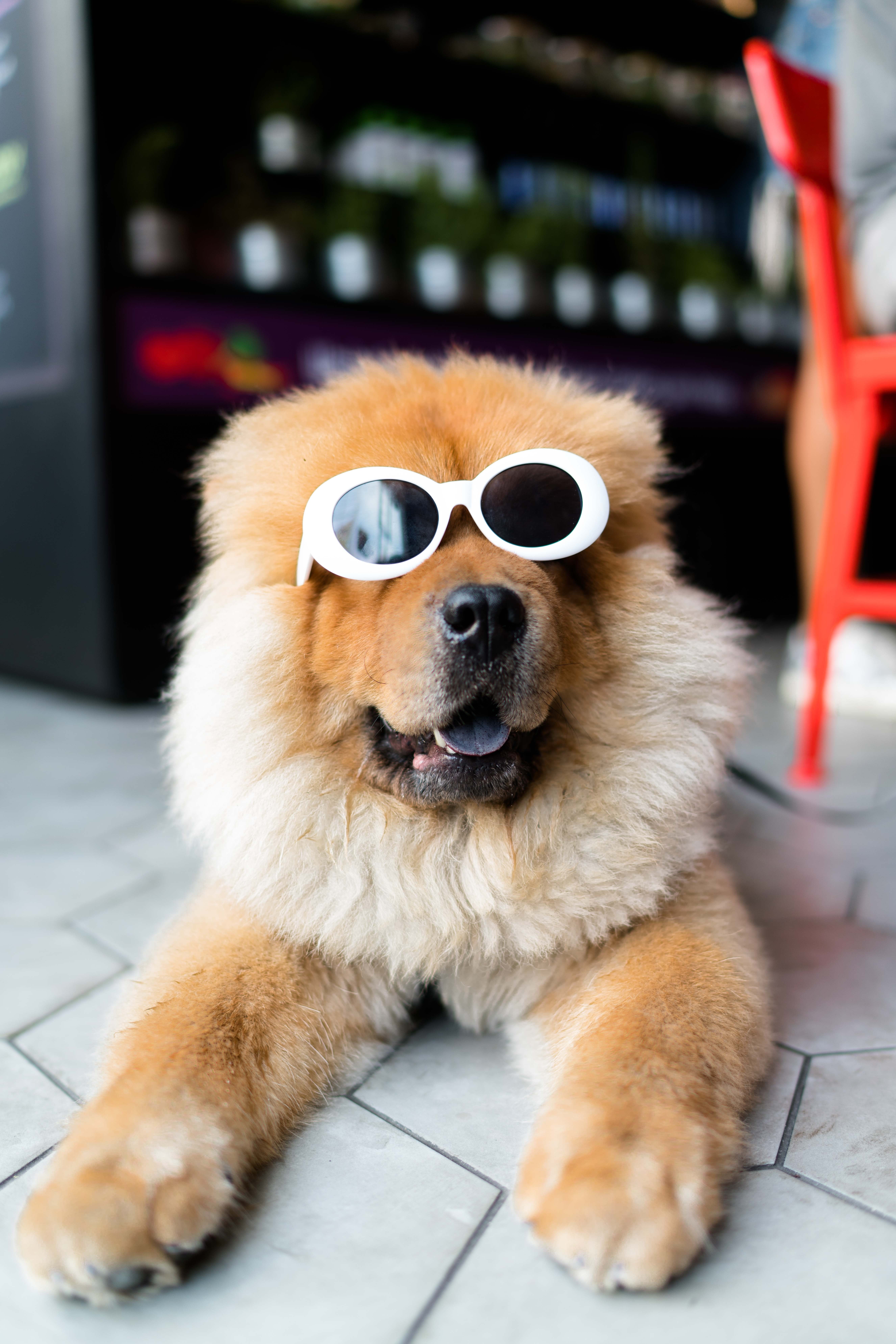 pets, fashion, sitting, cool, cute, chow, humor, dog, sunglasses, no people, chow-chow, eyeglasses, hairstyle, adult, fun, mammal, one animal, eyewear, Phone HD Wallpaper
