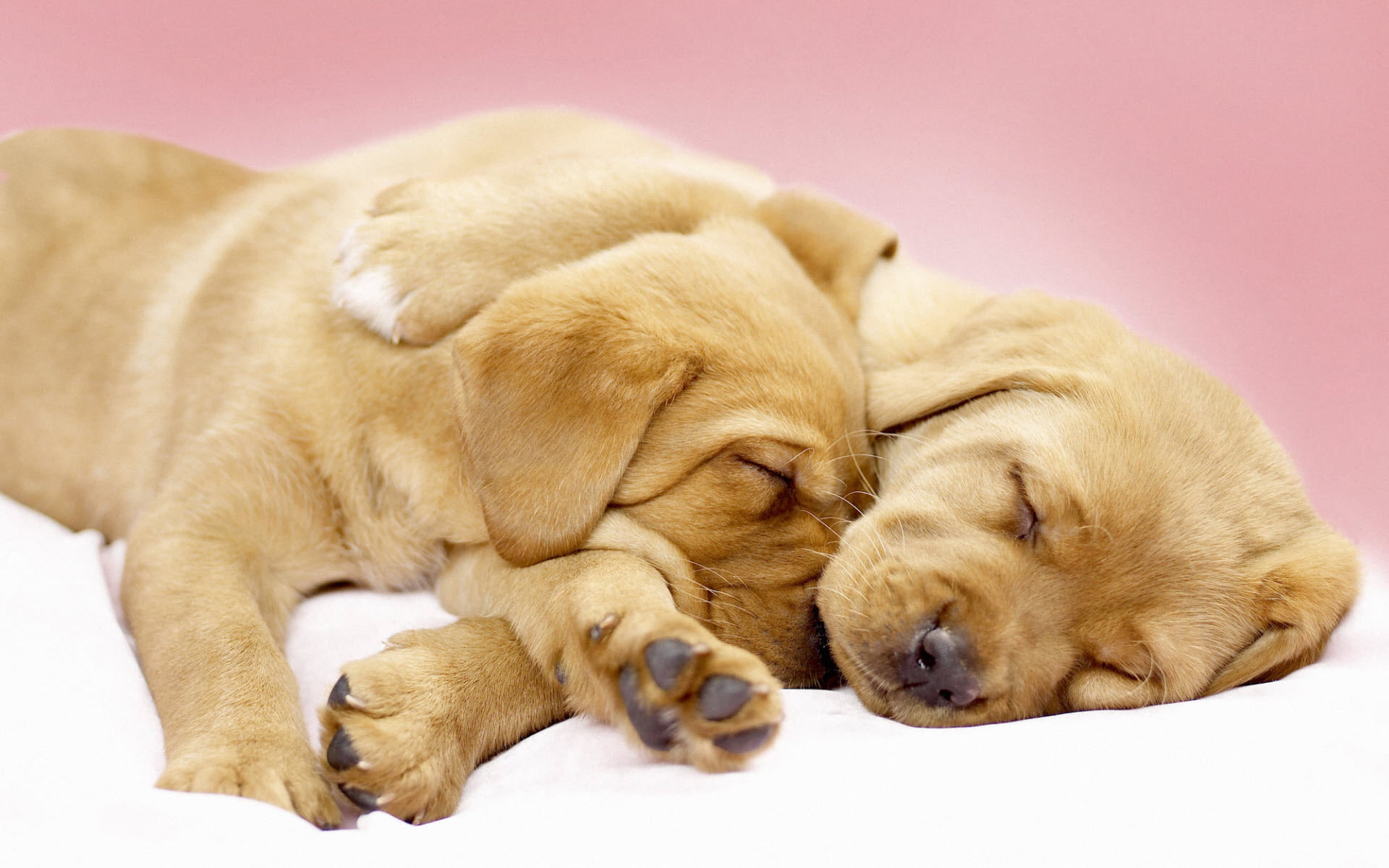 yellow, labrador, retriever, puppies, canine, 1080P, cuddles, HD Wallpaper
