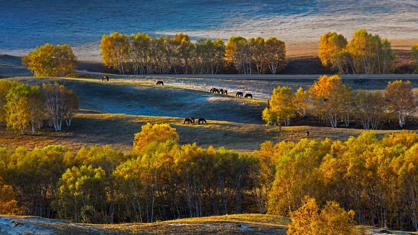 horse, change, water, high angle view, autumn, day, non-urban scene, tree, yellow, nature, tranquil scene, 720P, grass, brown, no people, trees, landscape, HD Wallpaper