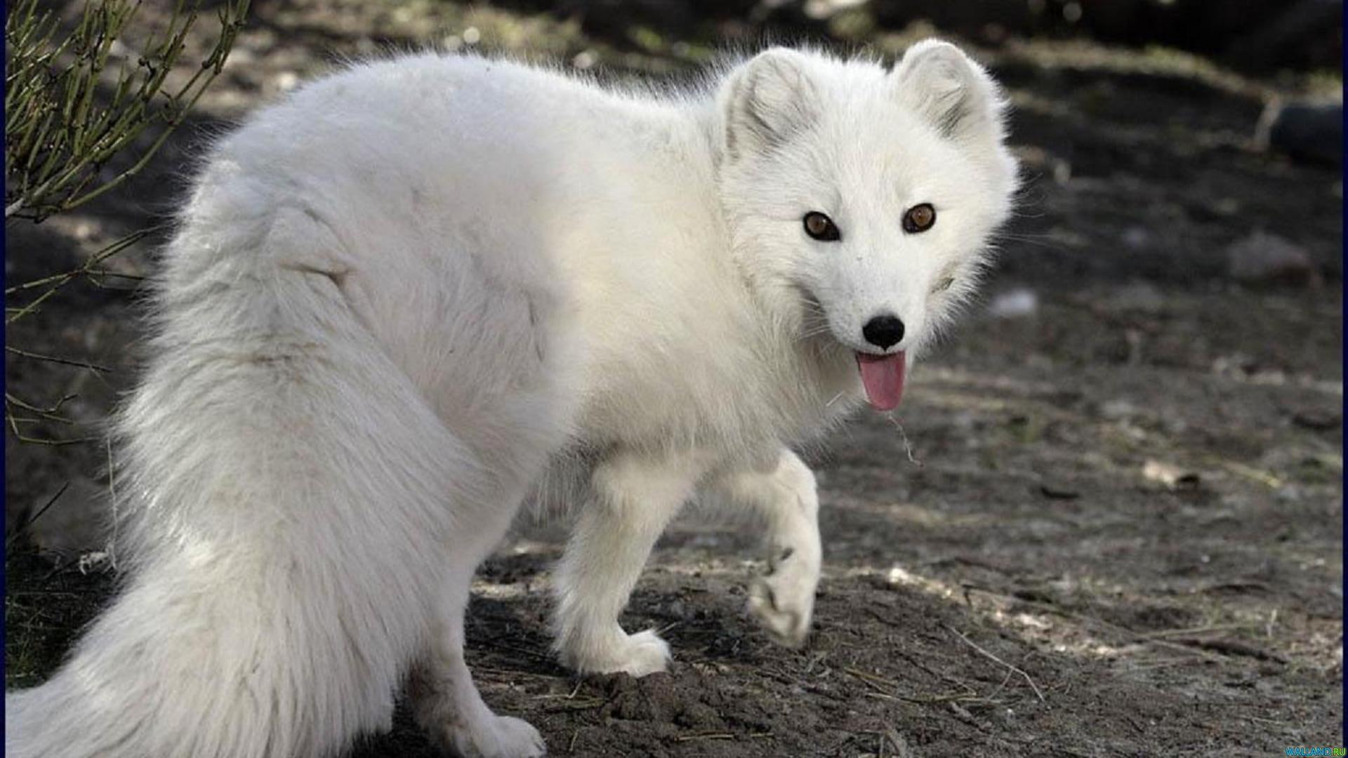 siberian, fox, animal, wildlife, siberia, 1080P, animals, white, HD Wallpaper