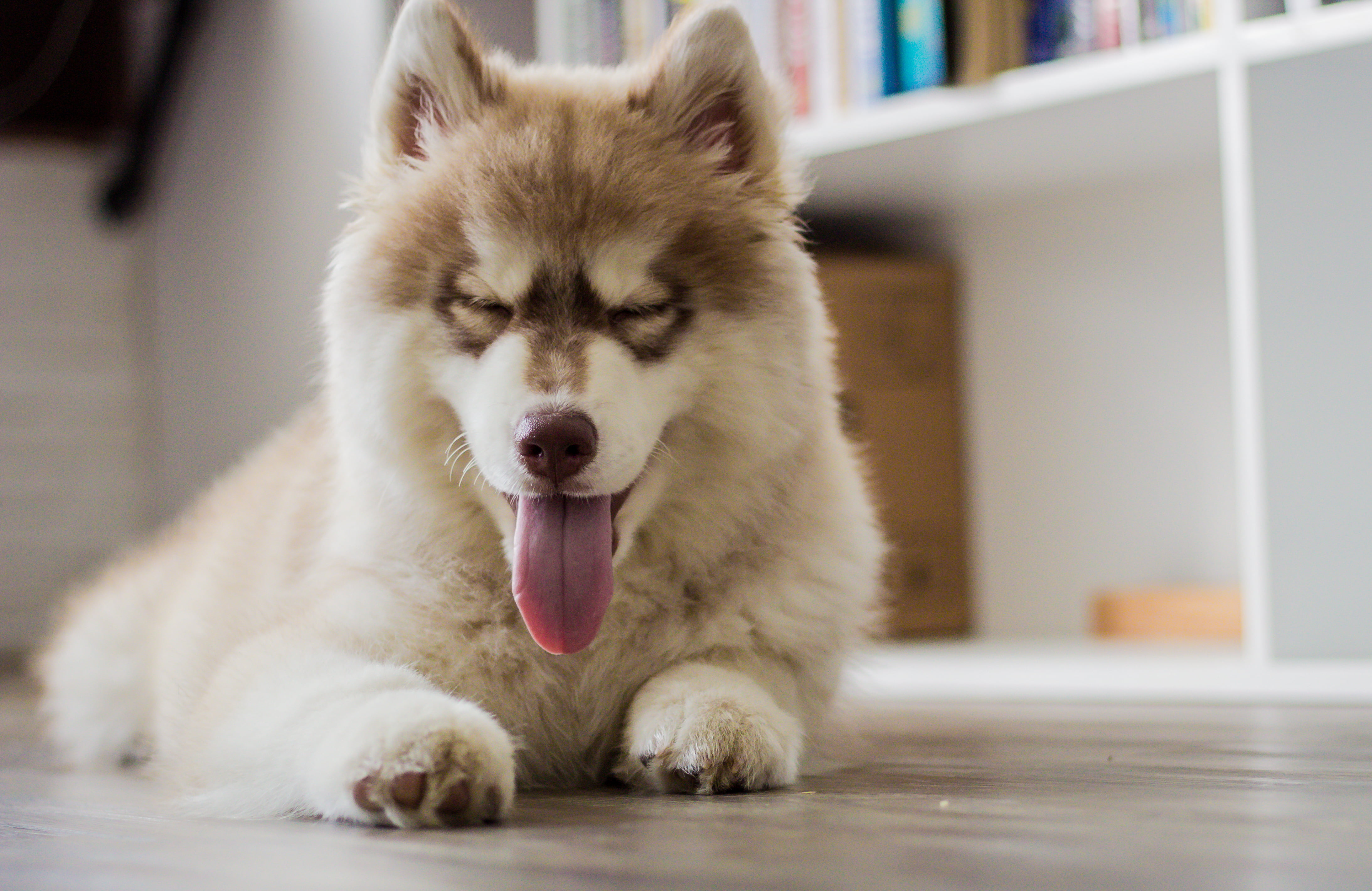 sitting, young Animal, siberia, fur, canine, fun, no people, fluffy, domestic Animals, animal hair, indoors, brown, husky, yawning, white, alaskan Culture, HD Wallpaper
