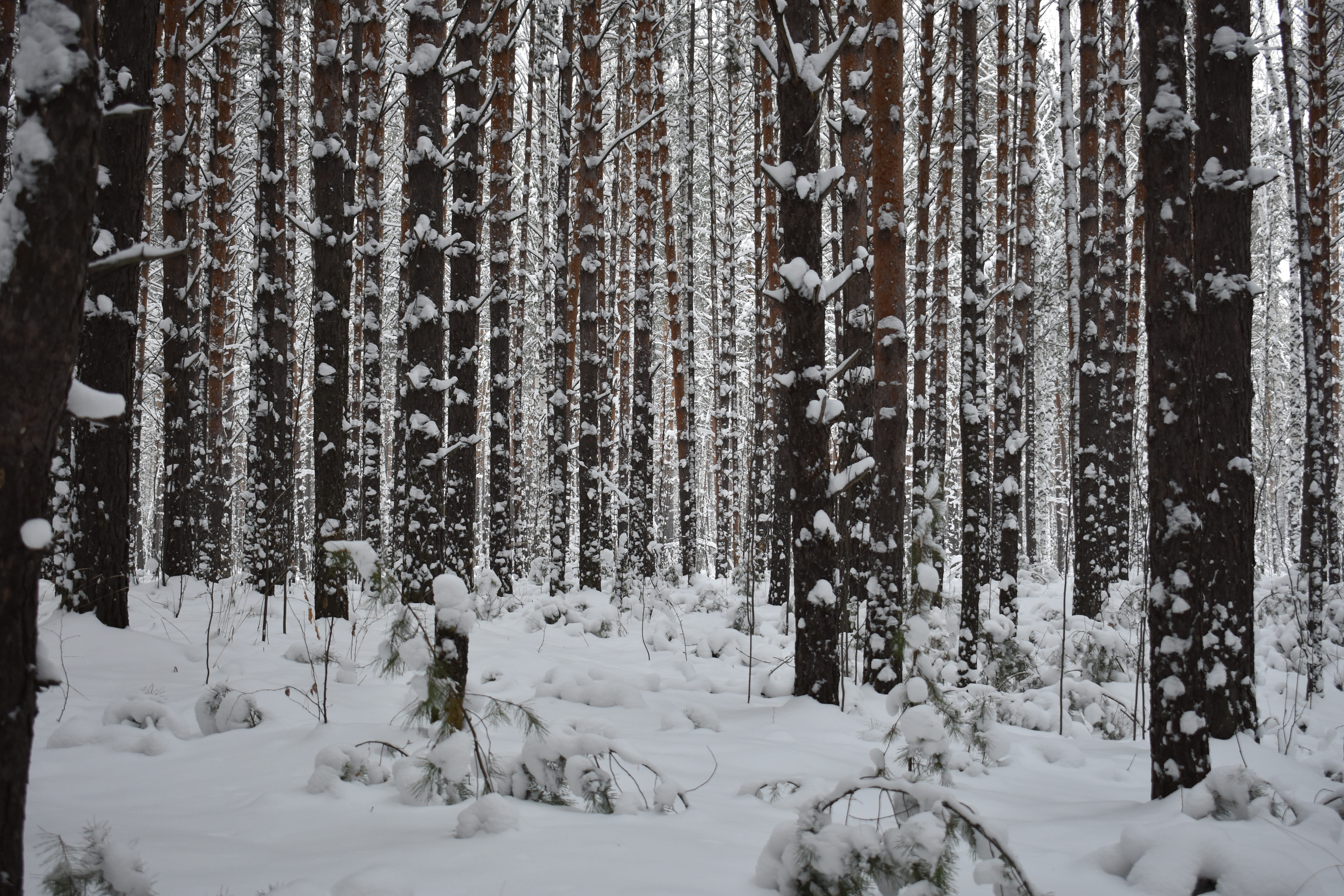 landscape, tranquility, trees, land, covering, the picturesque, environment, tranquil scene, outdoors, winter, forests, white color, beauty in nature, coniferous tree, HD Wallpaper