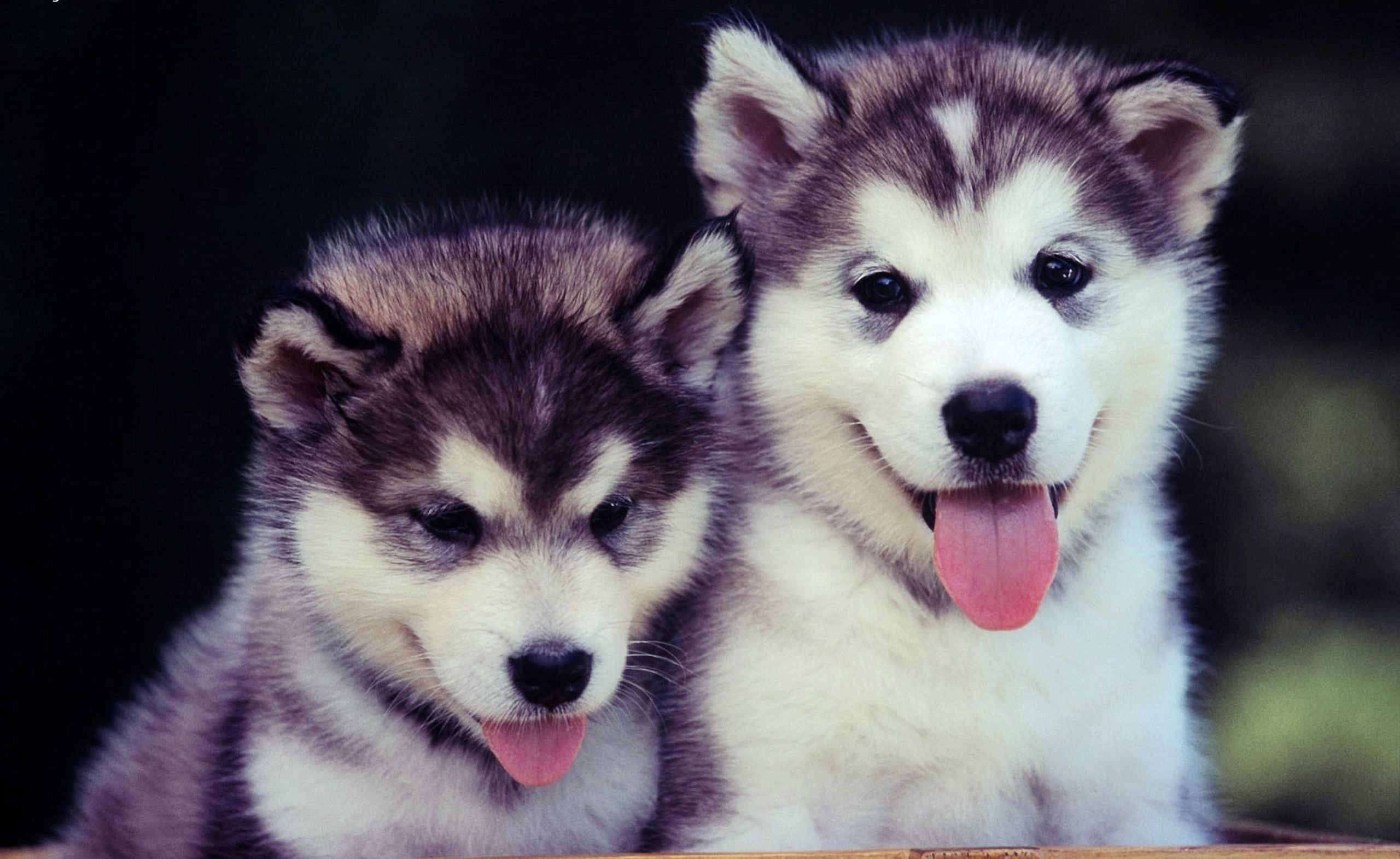 animal themes, young Animal, black, no people, animal, couple, animal Eye, beautiful, white, sled Dog, domestic Animals, pets, looking at camera, small, HD Wallpaper