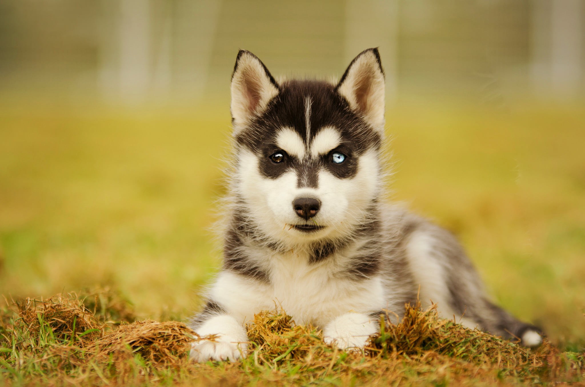 animal Eye, backgrounds, young Animal, snout, animal, summer, sled Dog, siberian Husky, puppy, domestic, grass, animal themes, beautiful, purebred Dog, HD Wallpaper