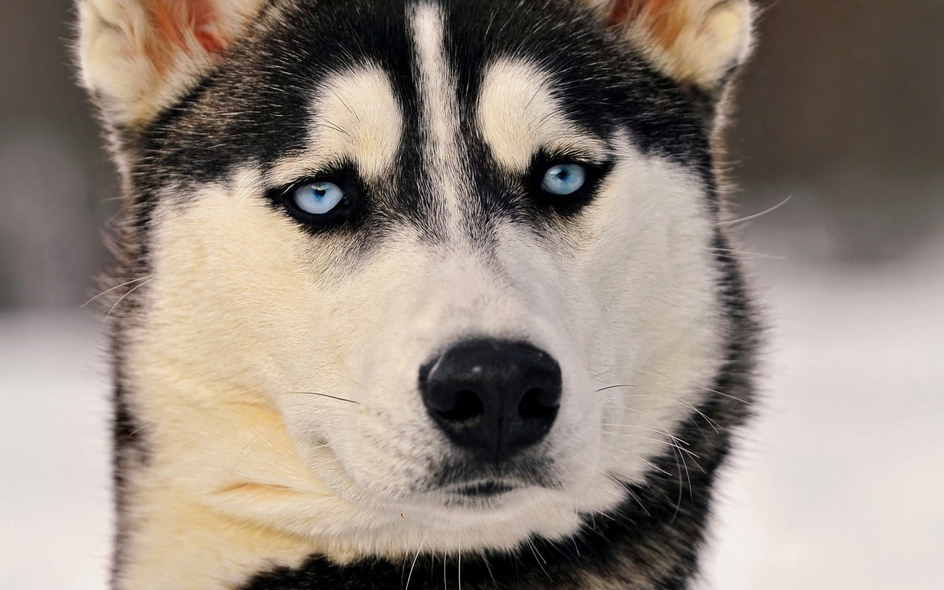 arctic, adult, looking, nature, young Animal, siberia, portrait, carnivore, puppy, 1080P, eyes, close-up, outdoors, animal, domestic, canine, face, animal Head, HD Wallpaper