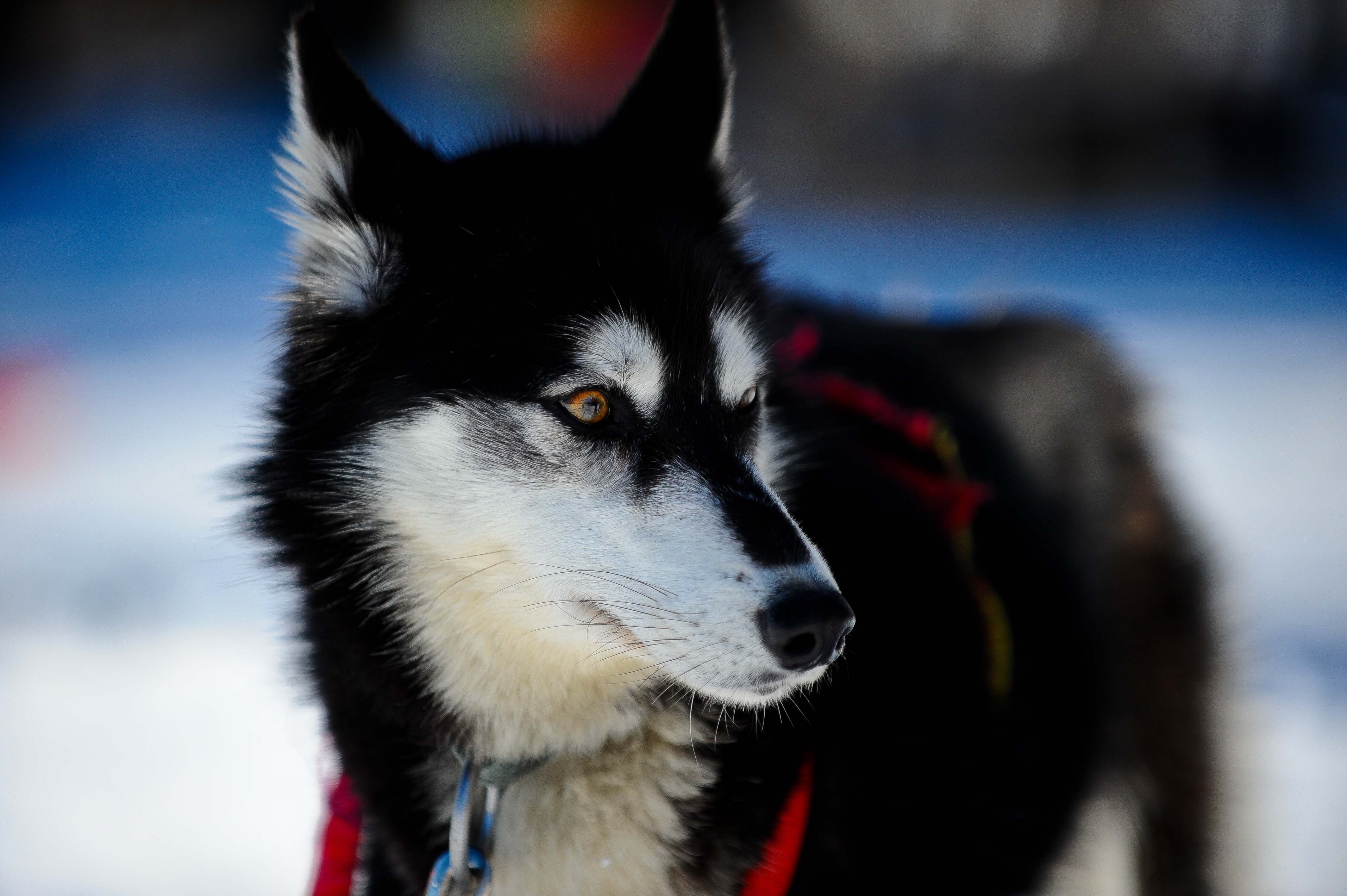 blue, outdoors, 4K, no People, black, mammal, vertebrate, wolfdog, domestic, arctic, animal, snow, domestic Animals, husky, sled Dog, winter, alaskan Culture, HD Wallpaper