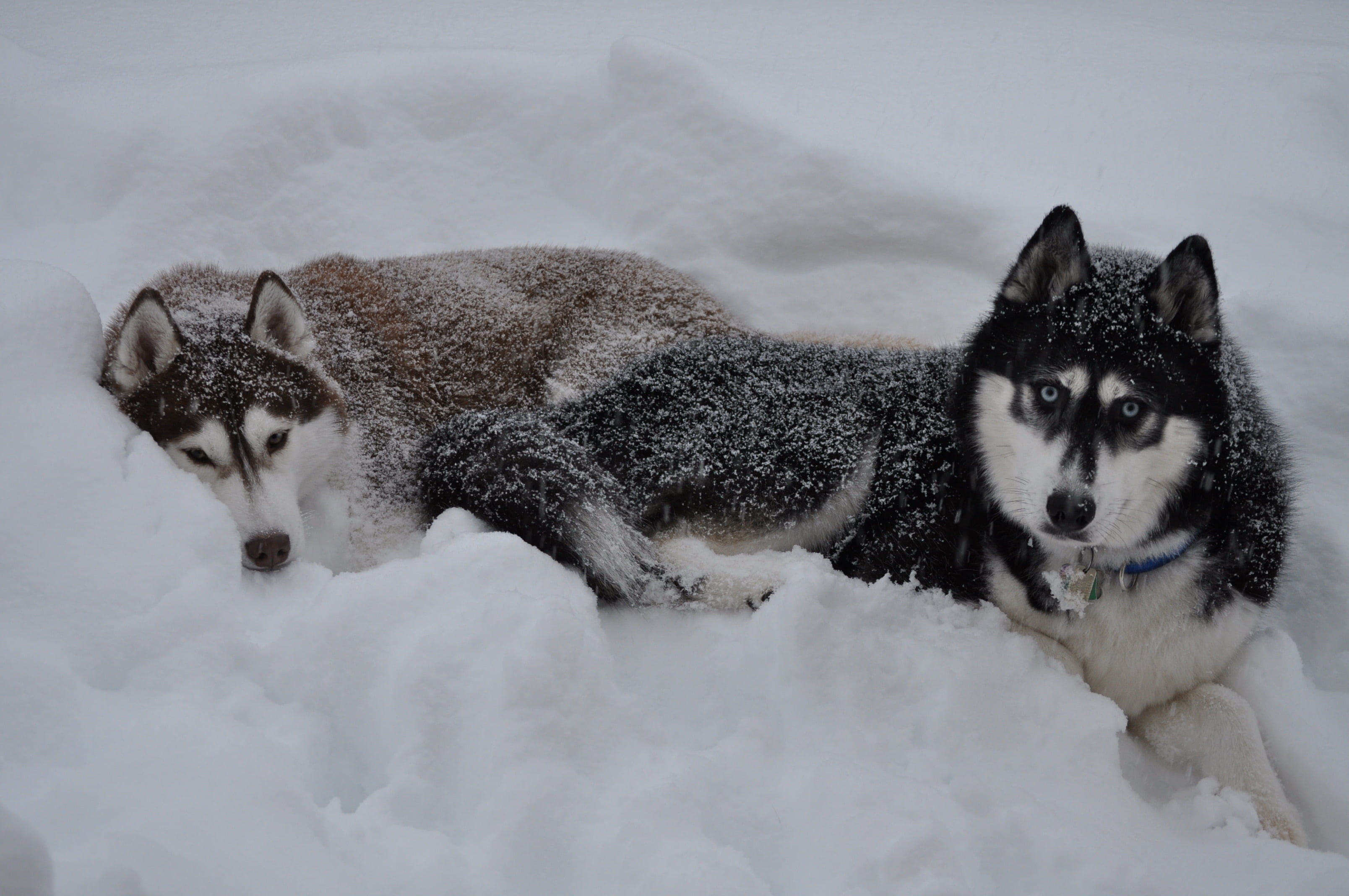 cold temperature, 2K, husky, vertebrate, canine, outdoors, sled Dog, no people, cute, siberia, dogs, down, snowing, looking, one Animal, young Animal, HD Wallpaper