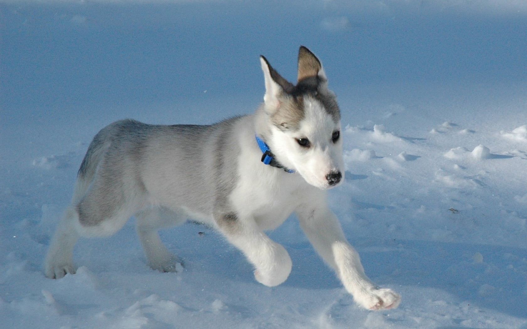 field, looking, husky, domestic, malamute, fun, sled Dog, siberian, canine, fur, no people, beautiful, gray, day, young Animal, vertebrate, friendship, HD Wallpaper