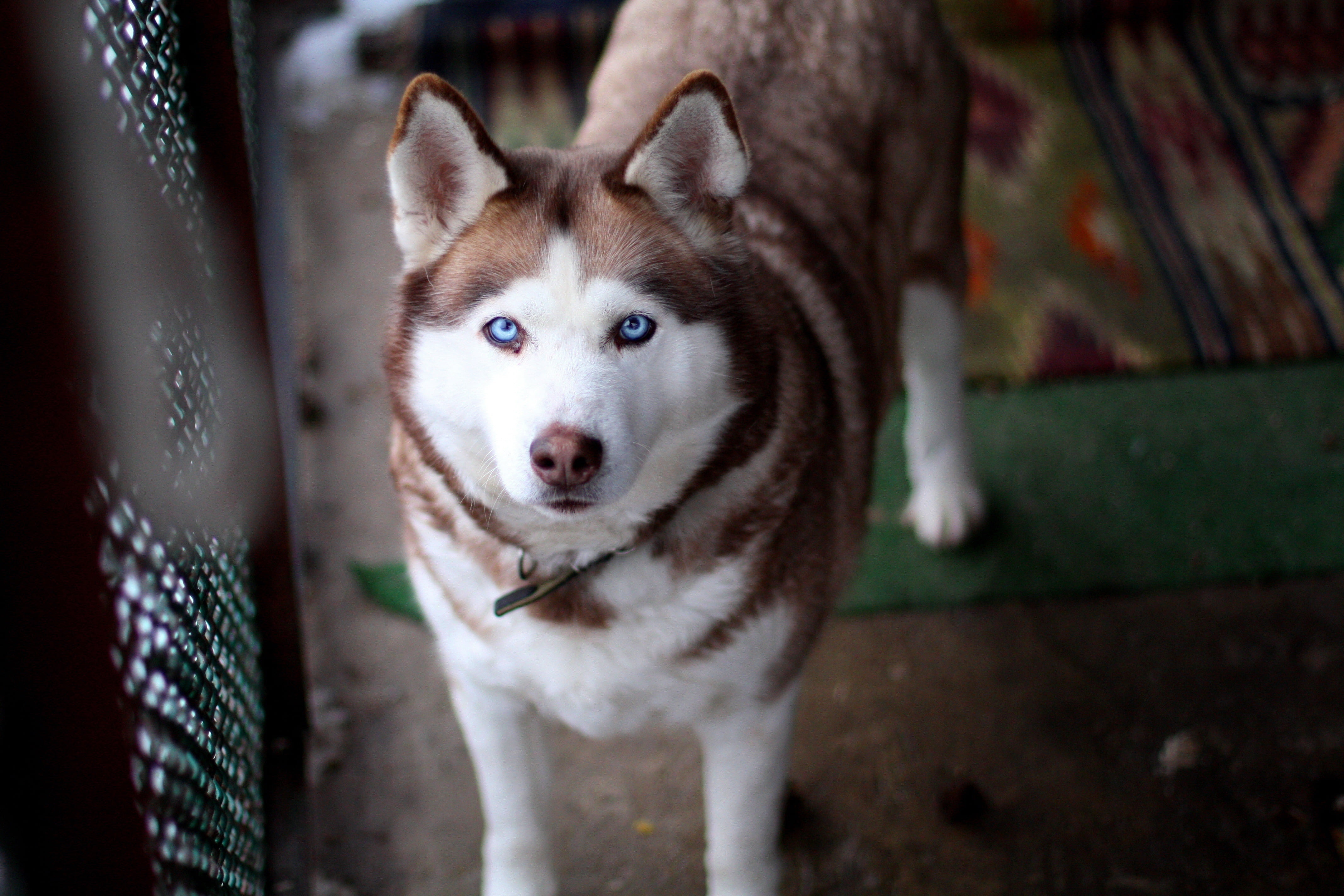 animal, siberia, pets, mammal, nature, outdoors, day, fur, brown, backgrounds, siberian Husky, adult, 4K, muzzle, collar, canine, eyes, young Animal, standing, HD Wallpaper