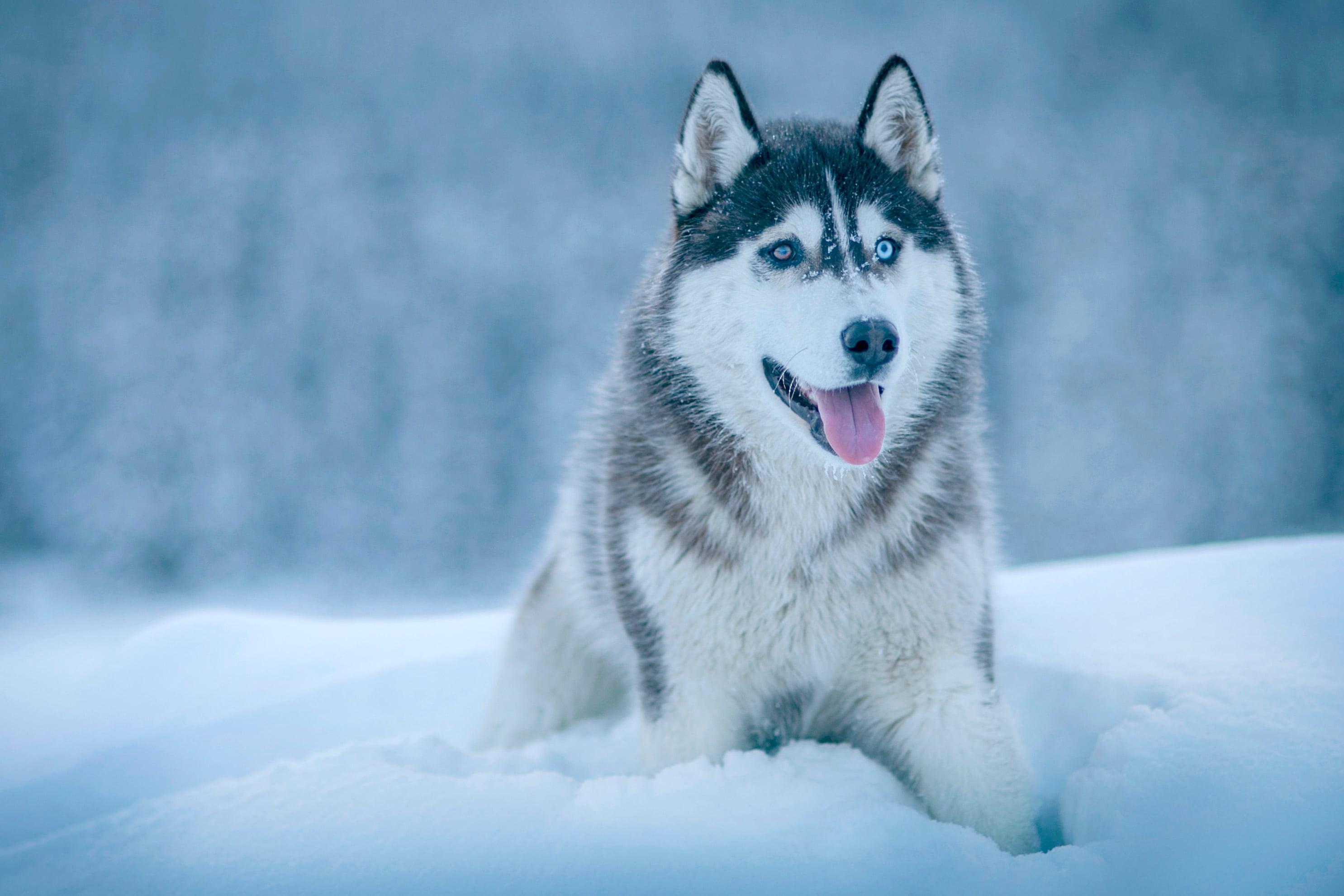 arctic, blue, purebred Dog, portrait, nature, animal Eye, backgrounds, dog, husky, fur, mouth open, friendship, cute, no people, canine, alaskan Culture, HD Wallpaper