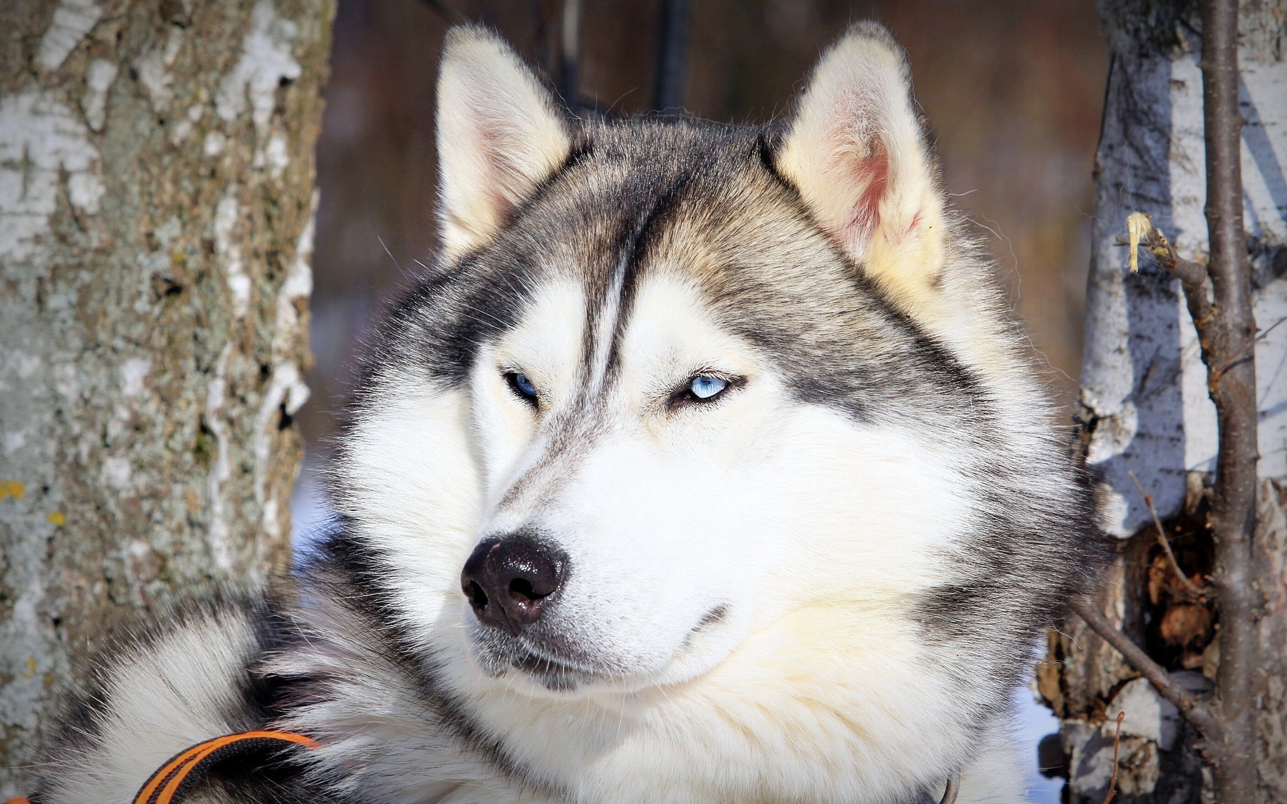 canine, 2K, eyes, winter, siberia, fur, purebred Dog, backgrounds, eye, animal body part, no people, arctic, domestic, white, snout, focus on foreground, HD Wallpaper