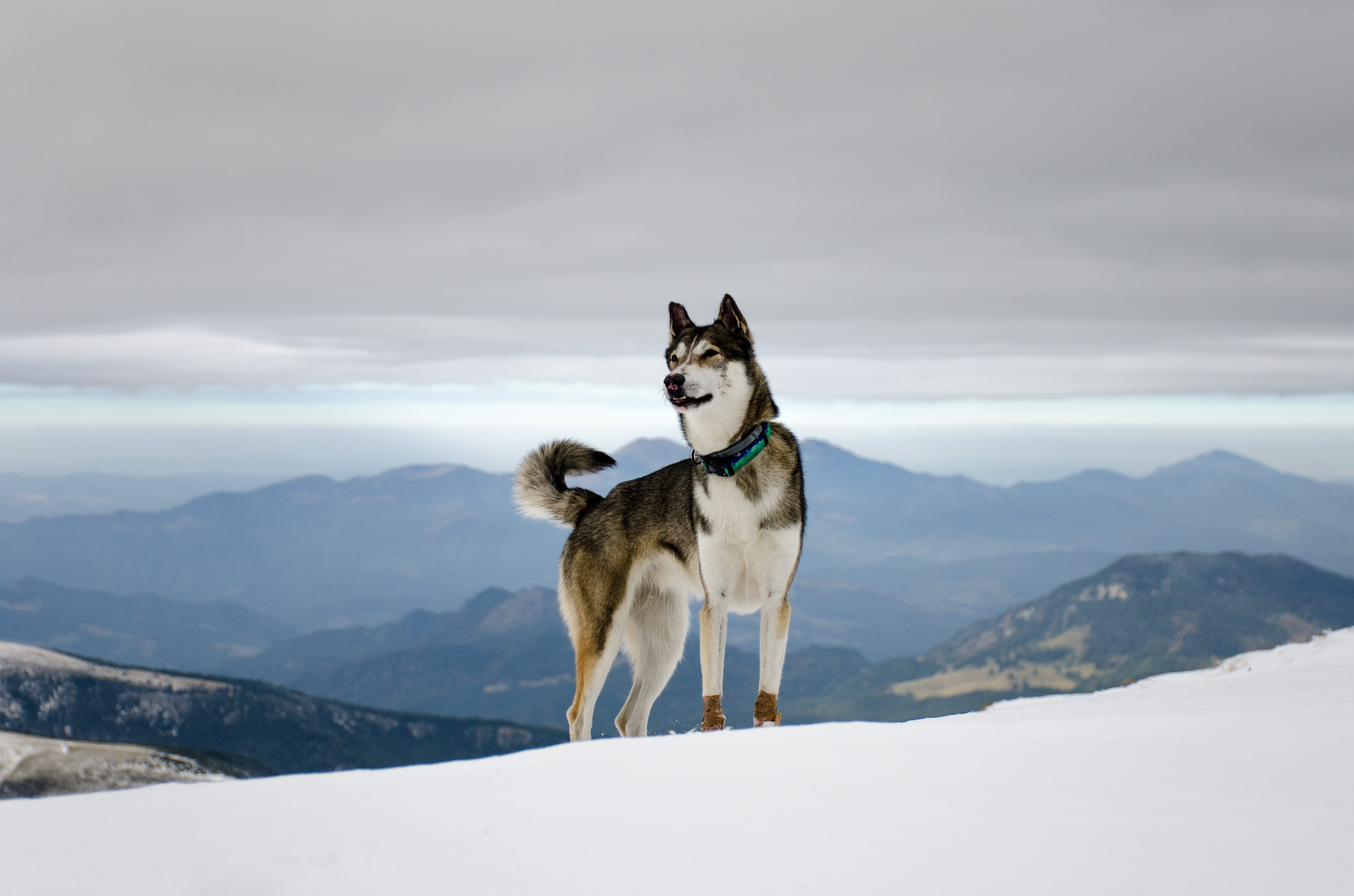 beauty In Nature, pets, snow, cold - Temperature, hiking, purebred Dog, husky, outdoors, wildlife, white, 4K, alaskan Culture, horizon, siberian, blue, HD Wallpaper