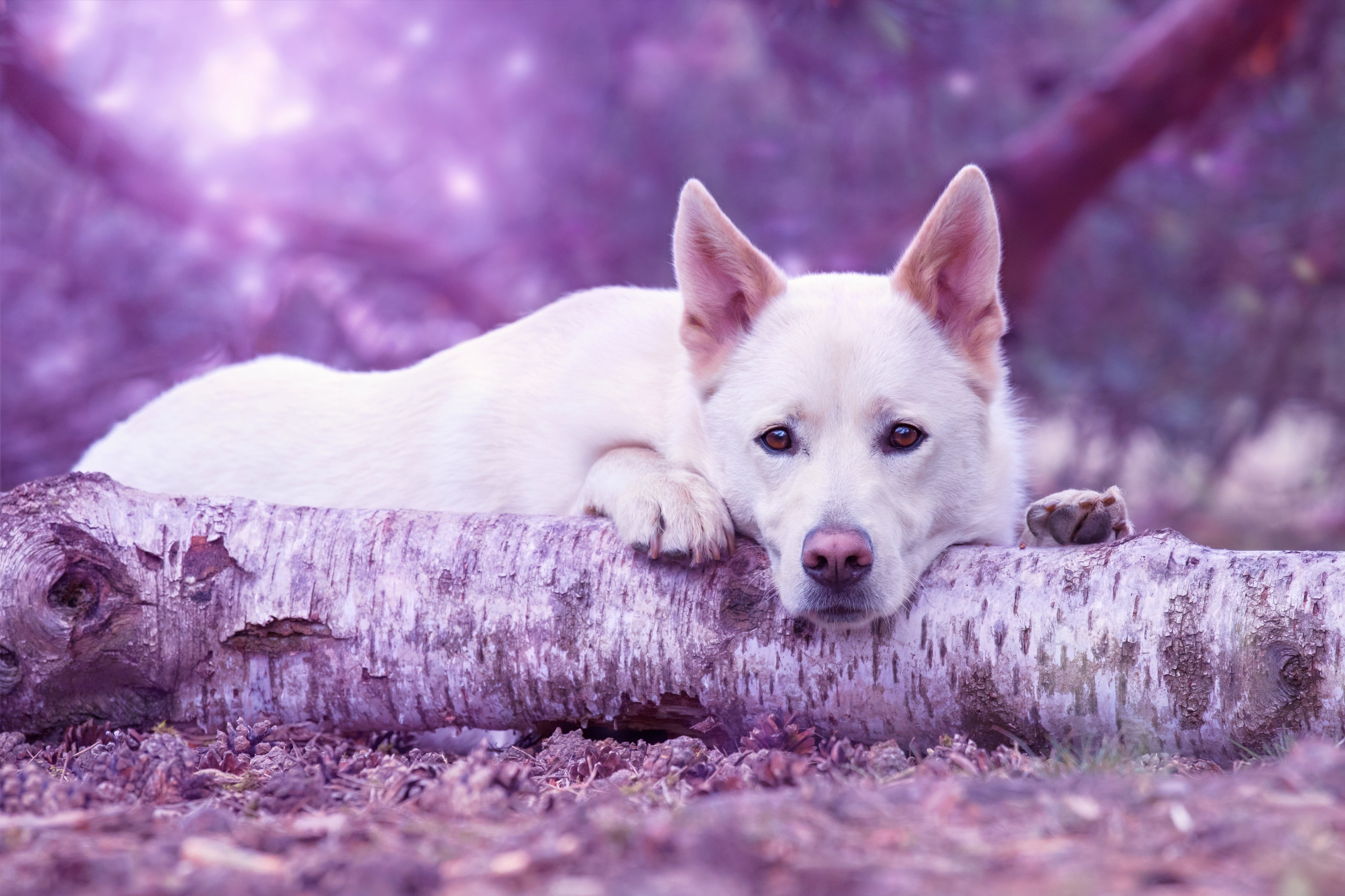 short, looking at camera, arctic, animal, nature, beautiful, coated, domestic, blue, lying, sled Dog, beauty In Nature, young Animal, friendship, outdoors, HD Wallpaper