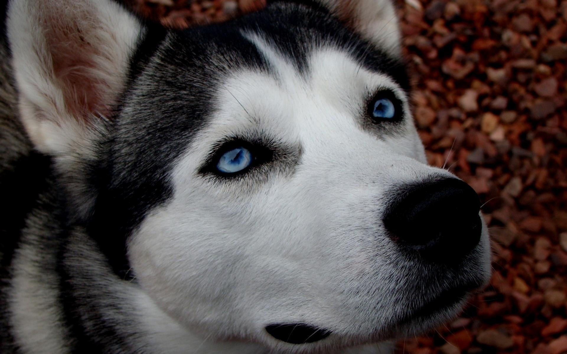 mammal, alaskan Culture, winter, black Color, eye, no people, vertebrate, blue-eyed, portrait, looking, pets, domestic, adult, canine, beautiful, sled Dog, HD Wallpaper