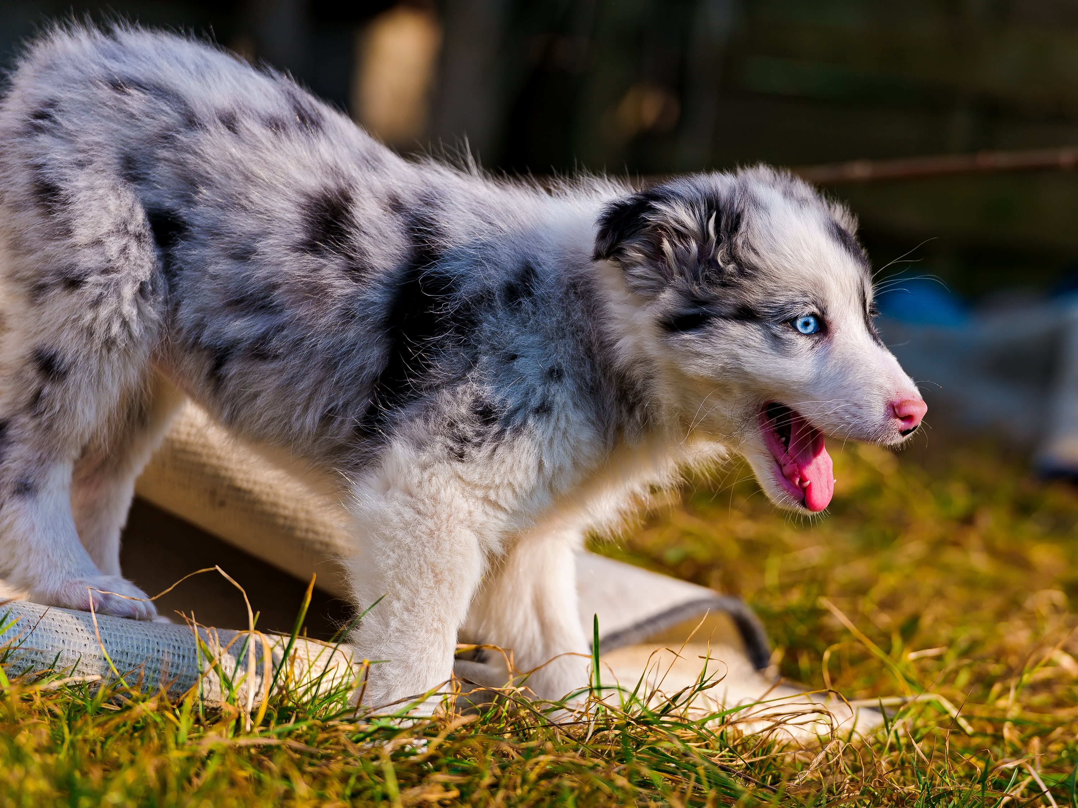 carnivore, cute, animal, animal Nose, field, australian shepherd, wolf, outdoors, walk, grass, domestic, australian, pets, animal themes, summer, sled Dog, HD Wallpaper