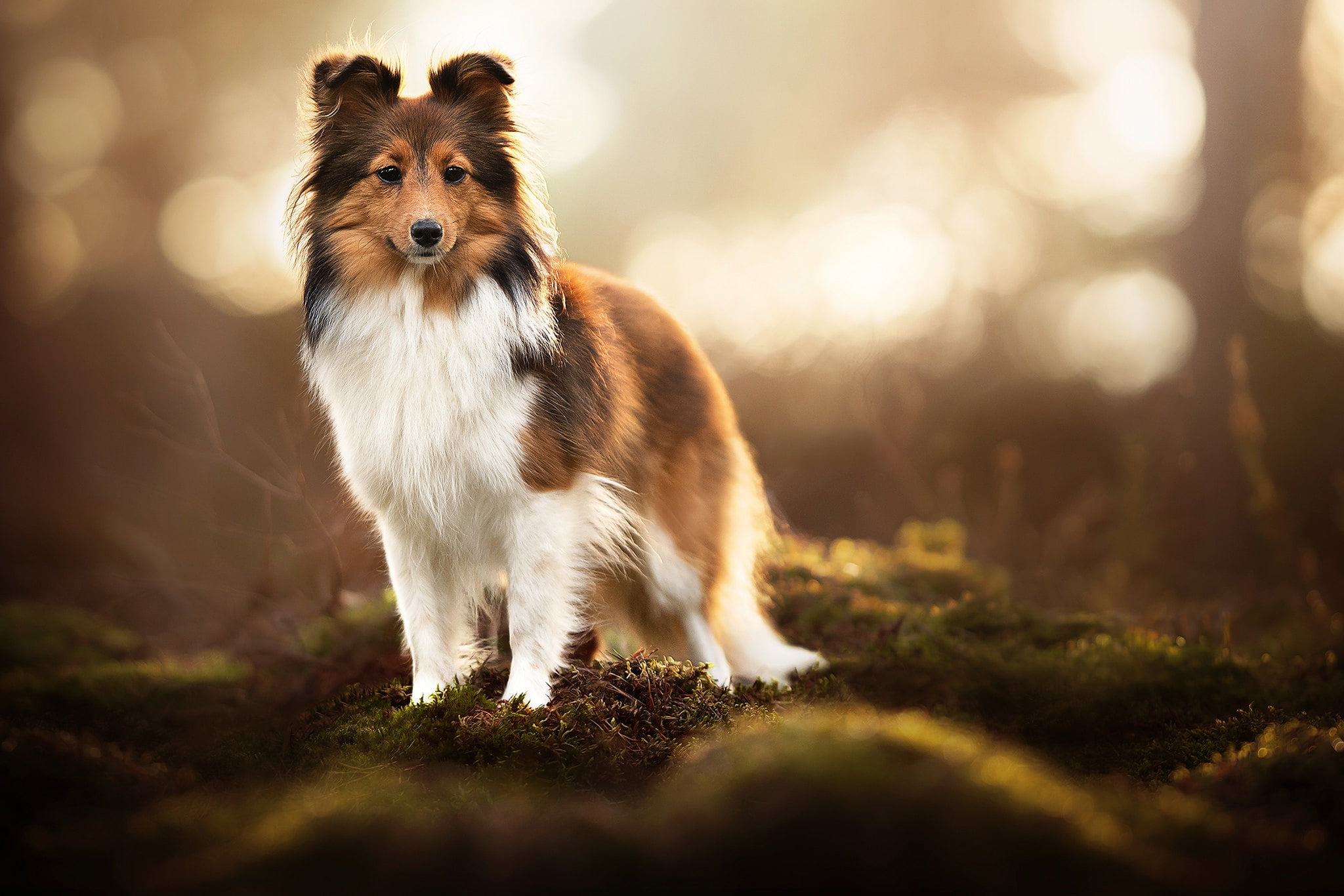 bokeh, Shetland Sheepdog, moss, Sheltie, 1080P, dog, HD Wallpaper