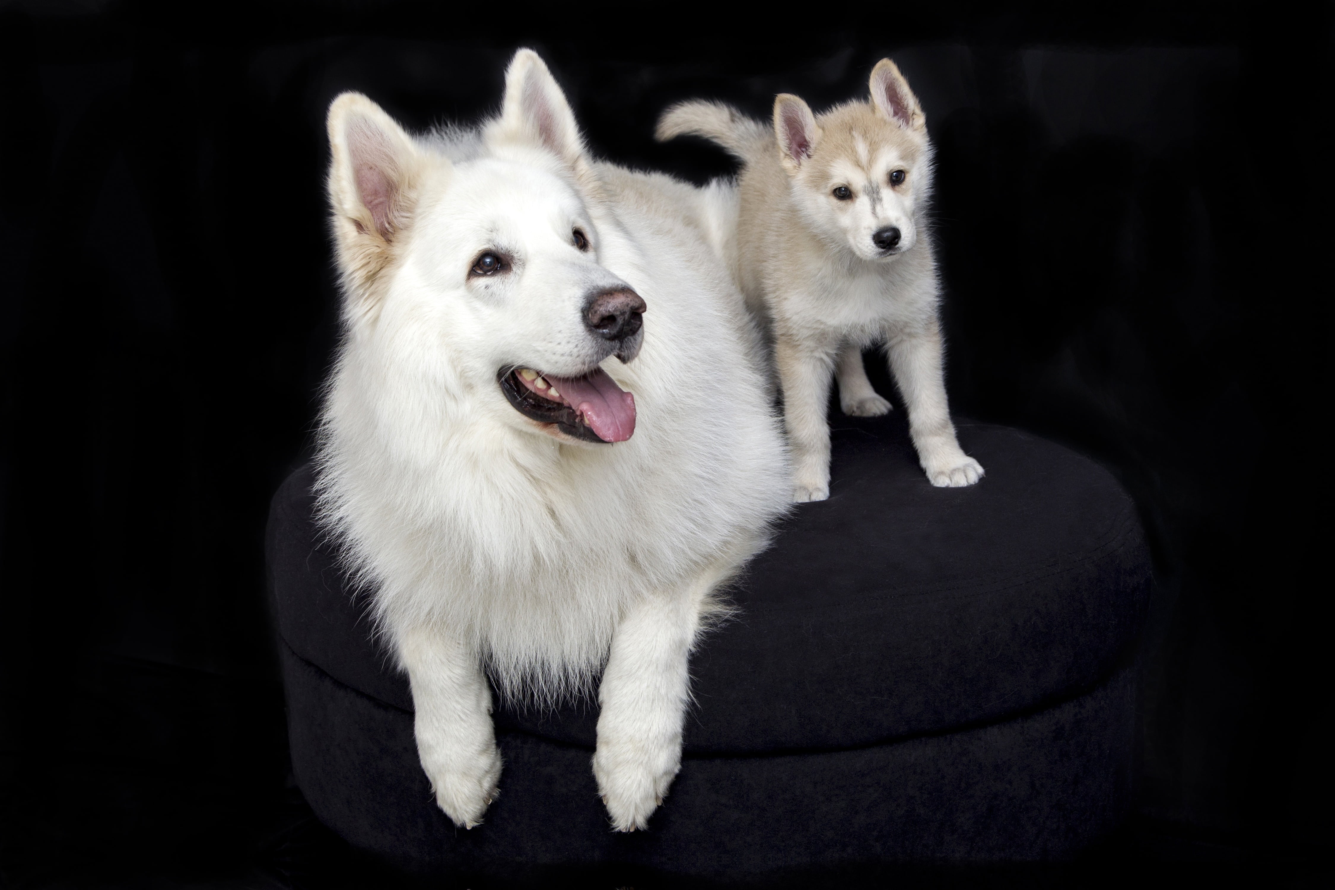 domestic animals, japanese, adult, portrait, sled dog, black background, white color, small, sitting, pet, husky, white, animal body part, one animal, cute, HD Wallpaper
